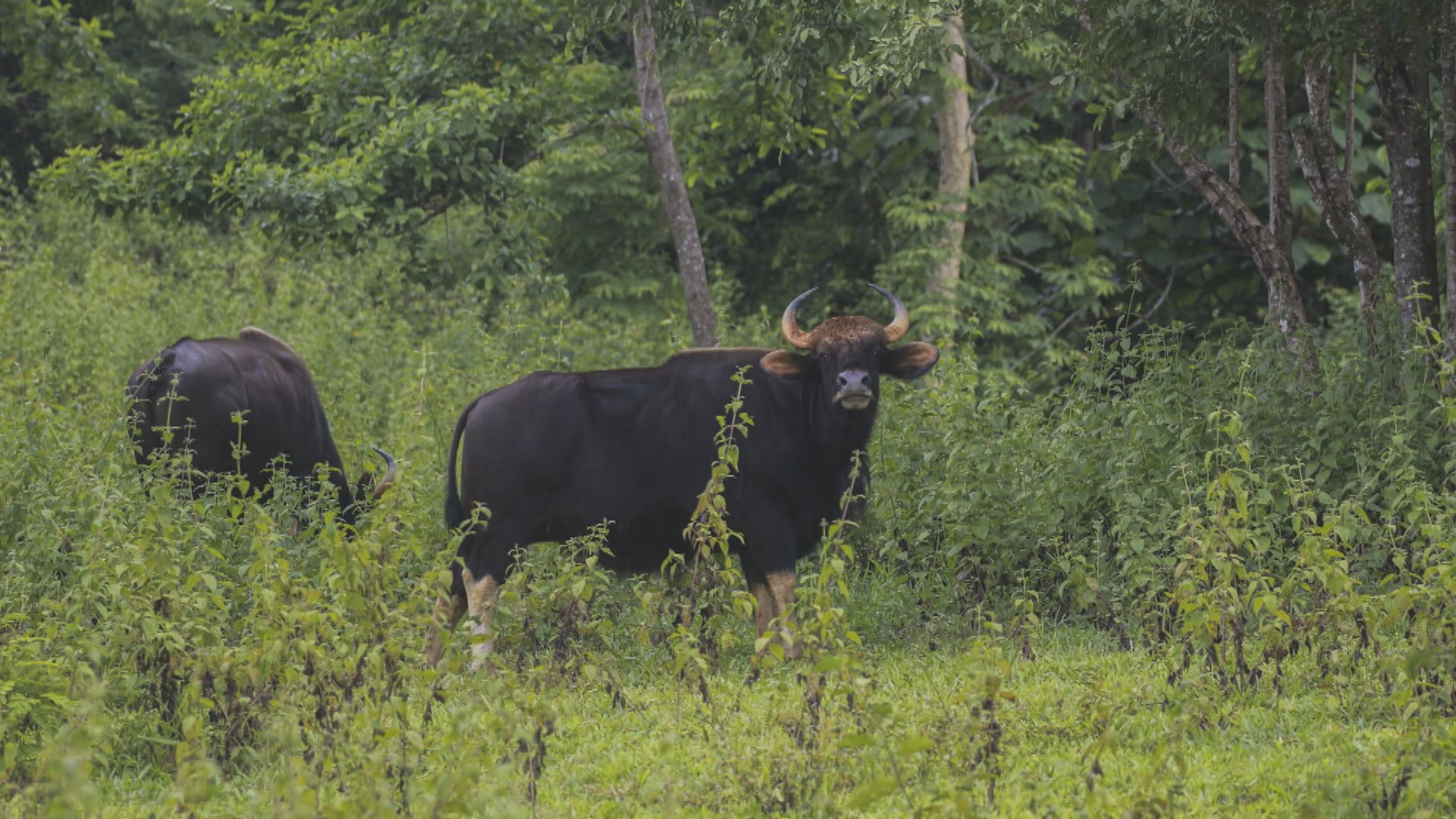 嘉道理農場於柬埔寨雲南參與保育野牛　初見成效