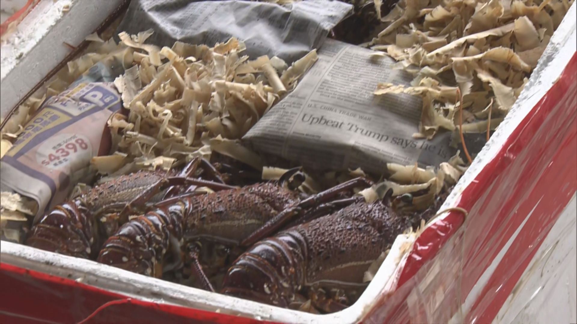 海關與內地當局反走私　檢獲澳洲龍蝦市值逾四百萬