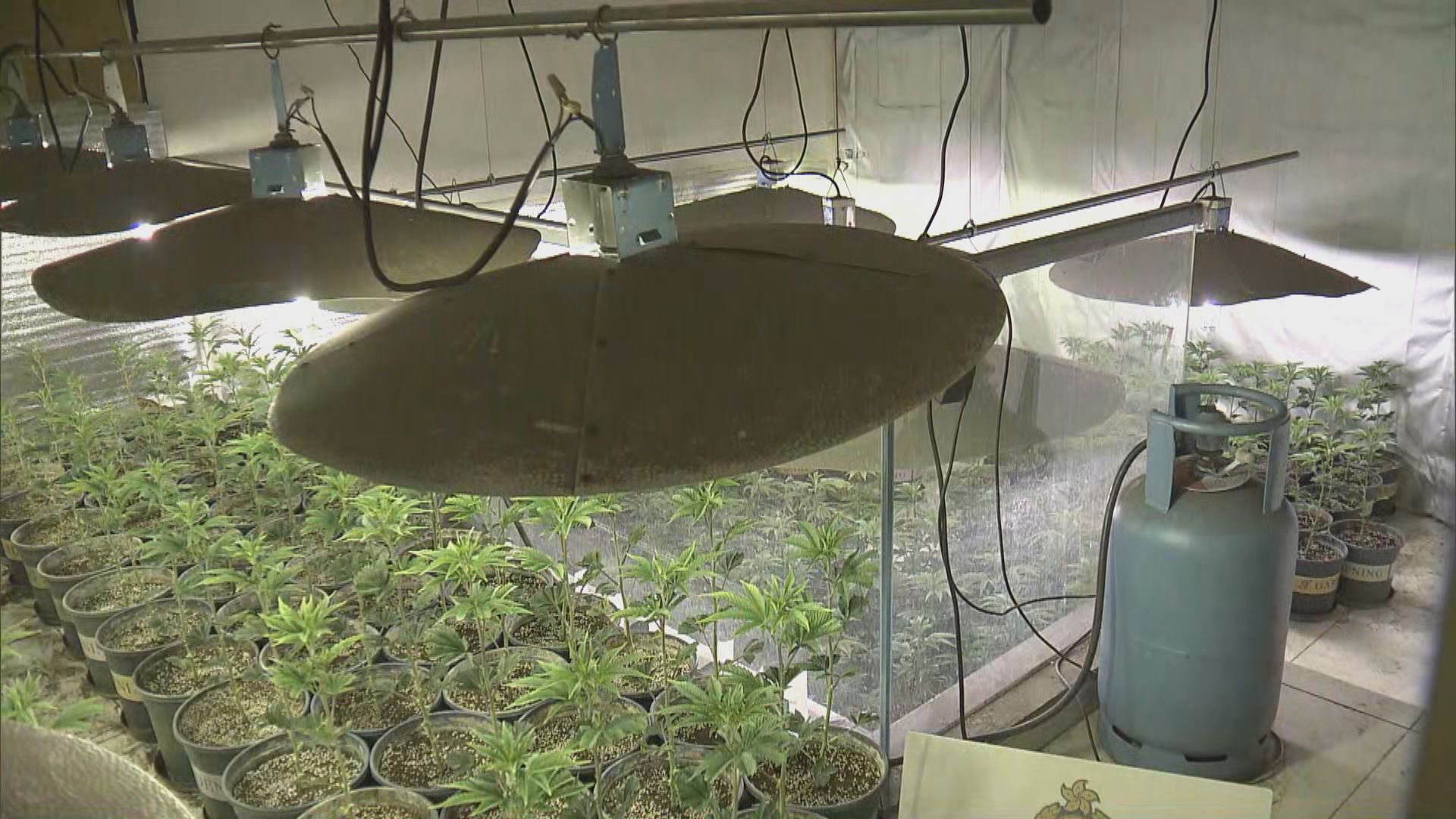 海關元朗一間獨立屋檢獲過千棵大麻植物