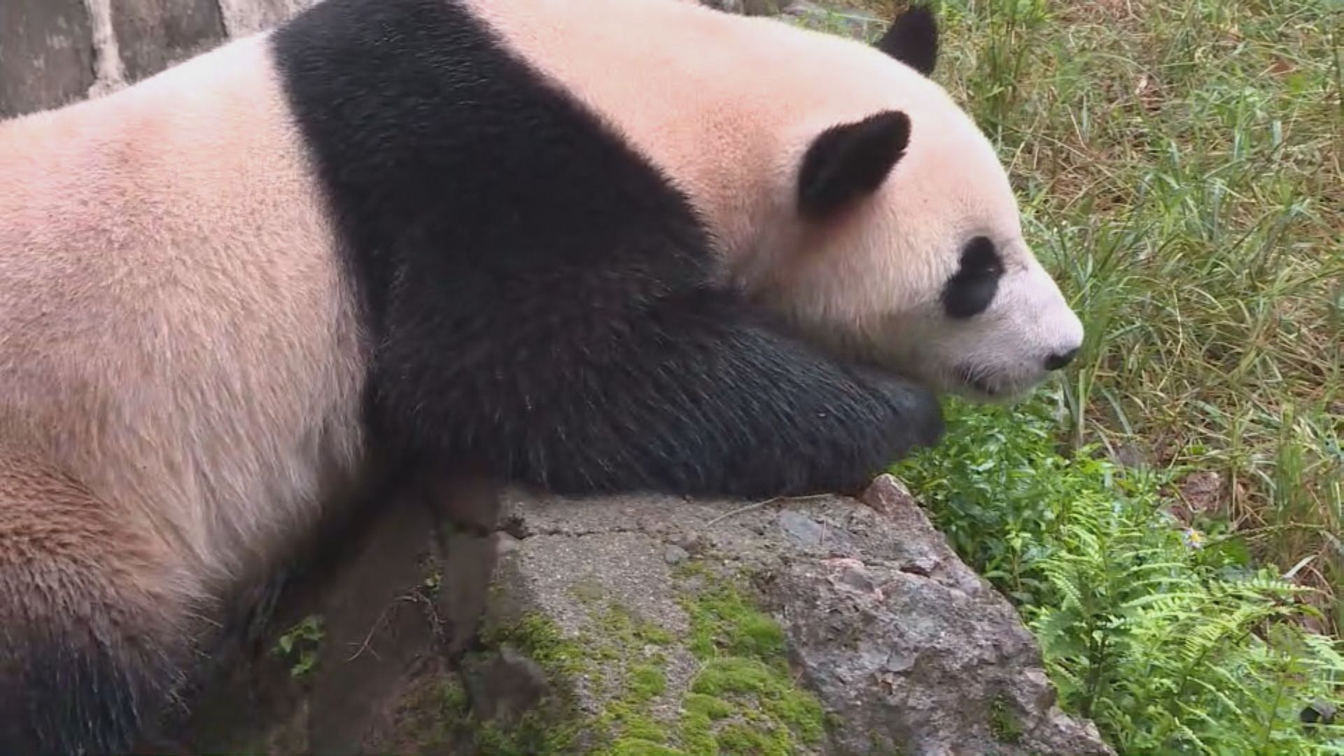 據了解中央贈港大熊貓周四抵港　海洋公園派員到四川準備竹葉等食物