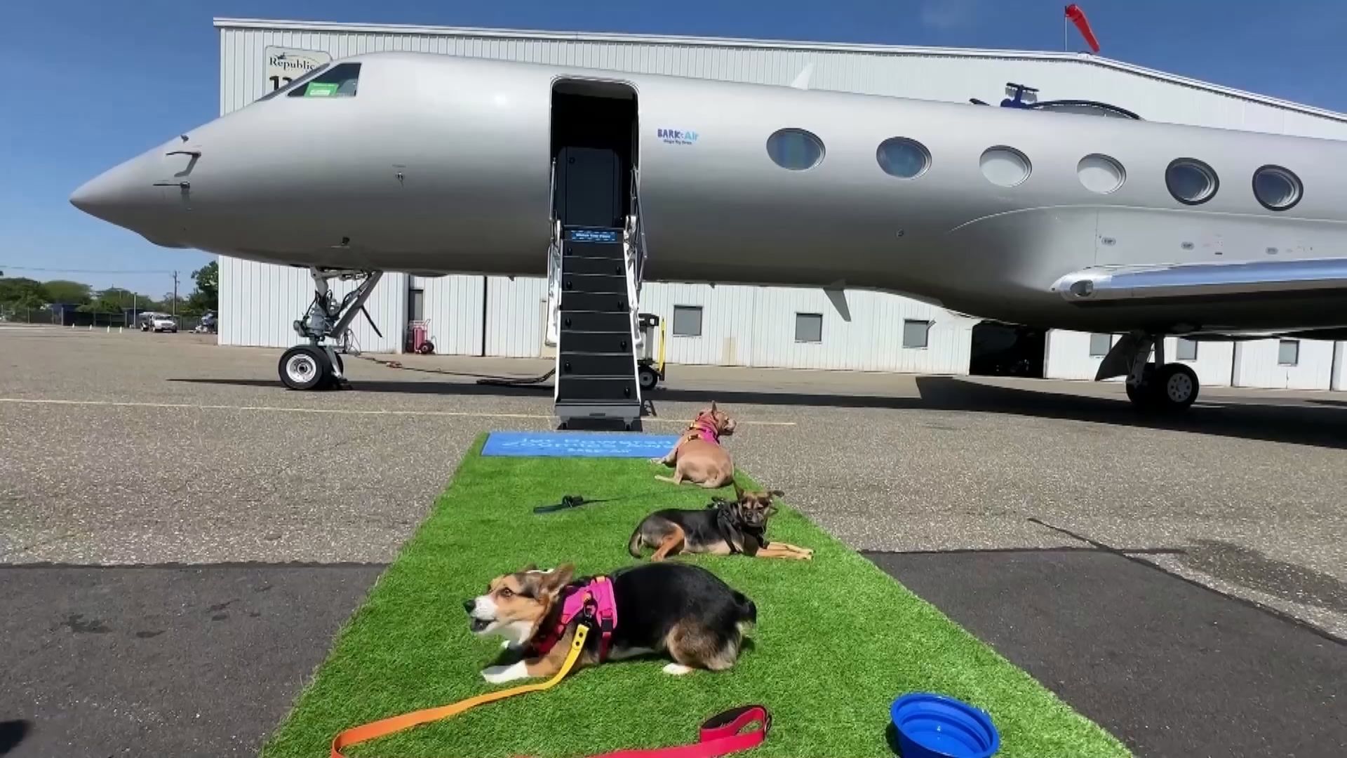 全球首間「毛孩航空」推出「狗狗專屬航班」