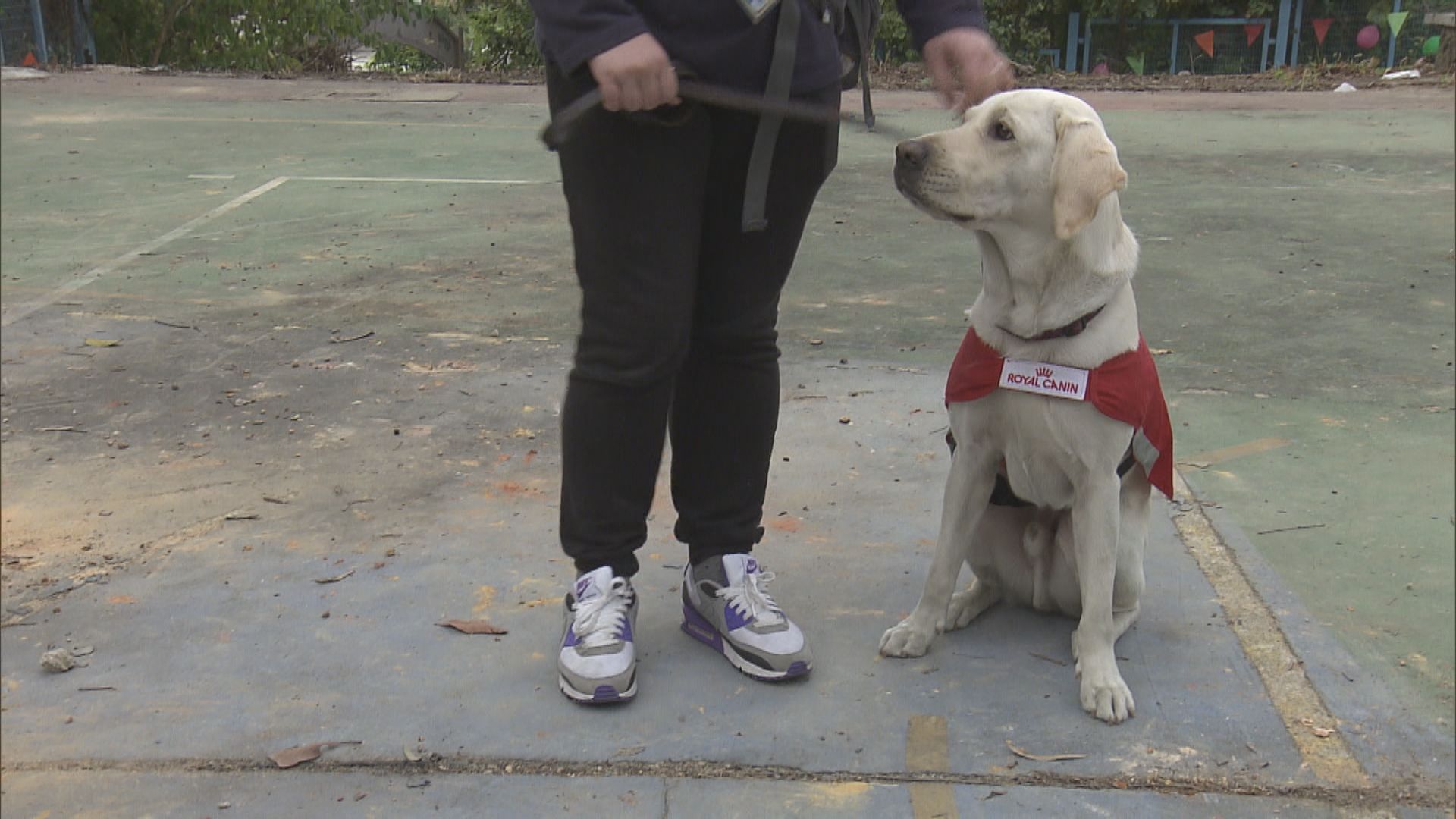 首間本地導盲犬訓練學校料明年11月落成