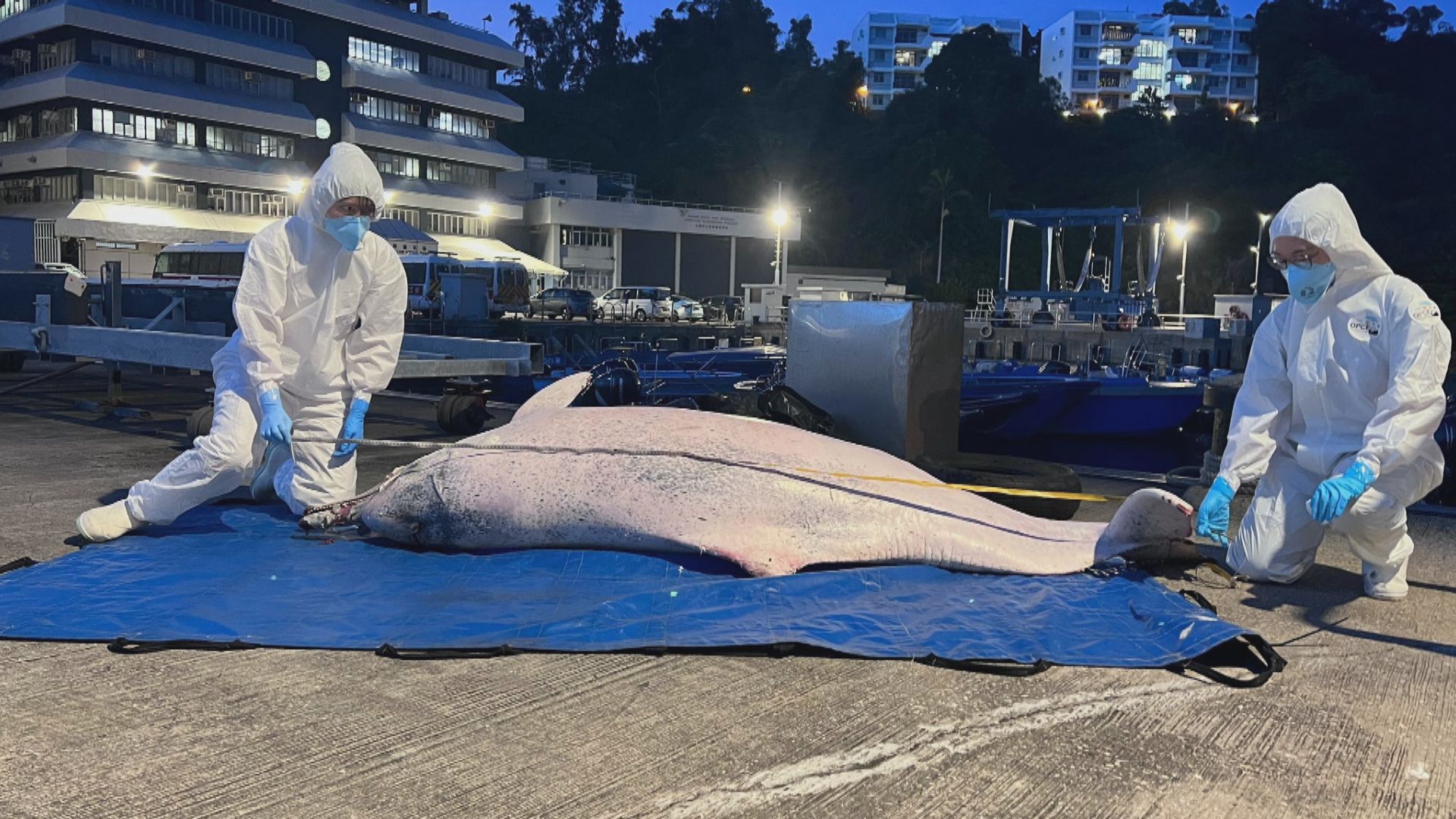 二澳海中心發現中華白海豚屍體