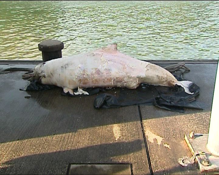 
流浮山海面發現海豚屍體