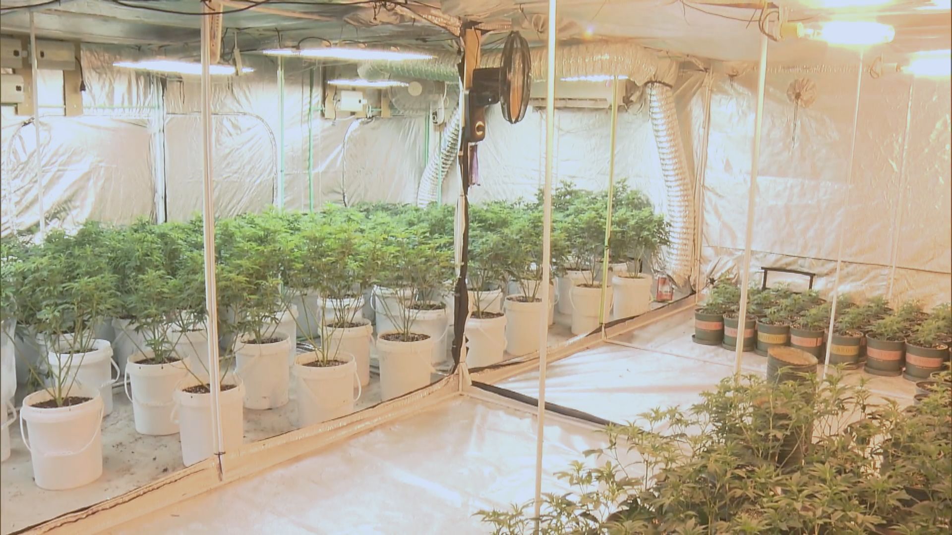 警搗十年來規模最大大麻種植場涉4500萬元　拘三漢