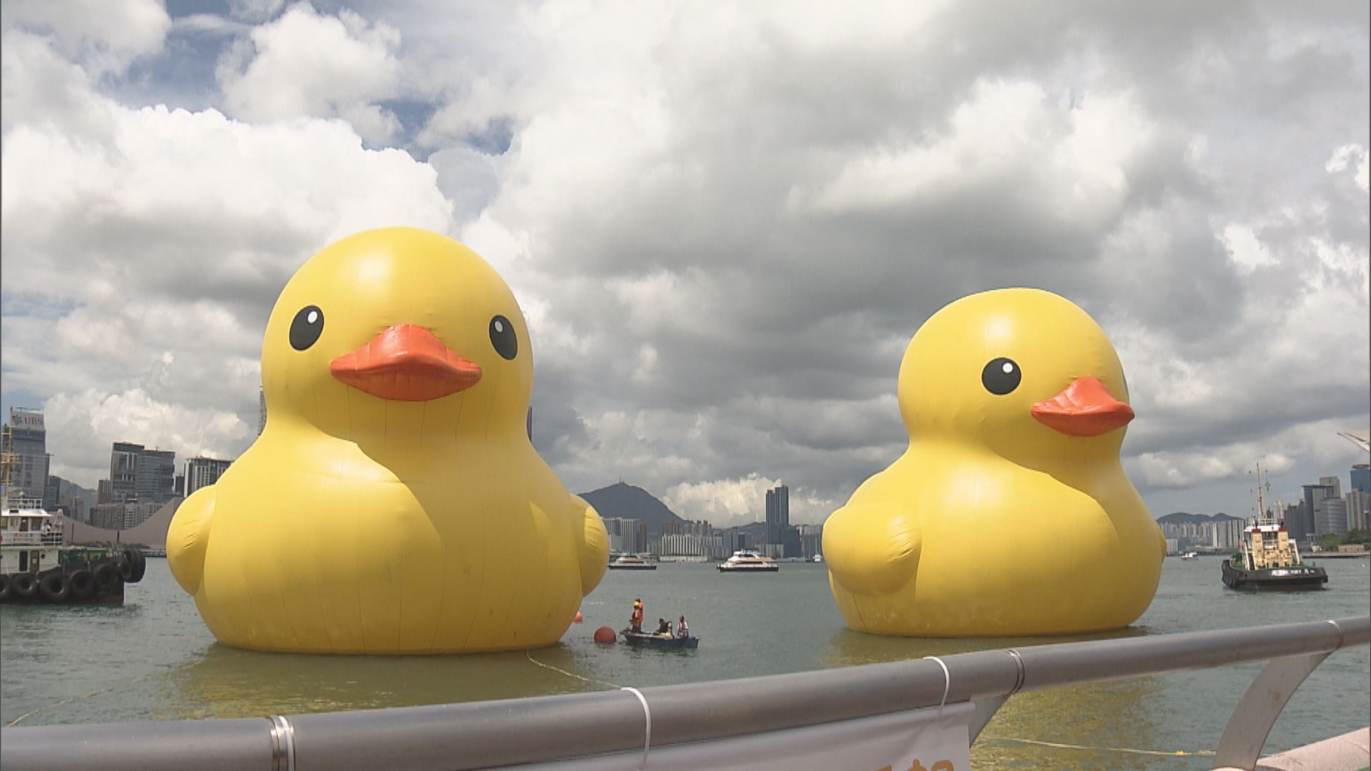 兩隻黃色巨鴨即日起在維港亮相 周六起與公眾正式會面