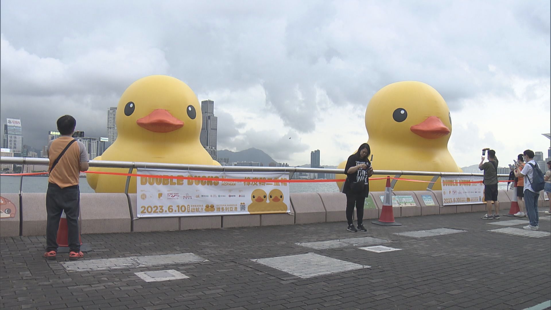 巨型黃鴨正式登場 市民趁早「打卡」