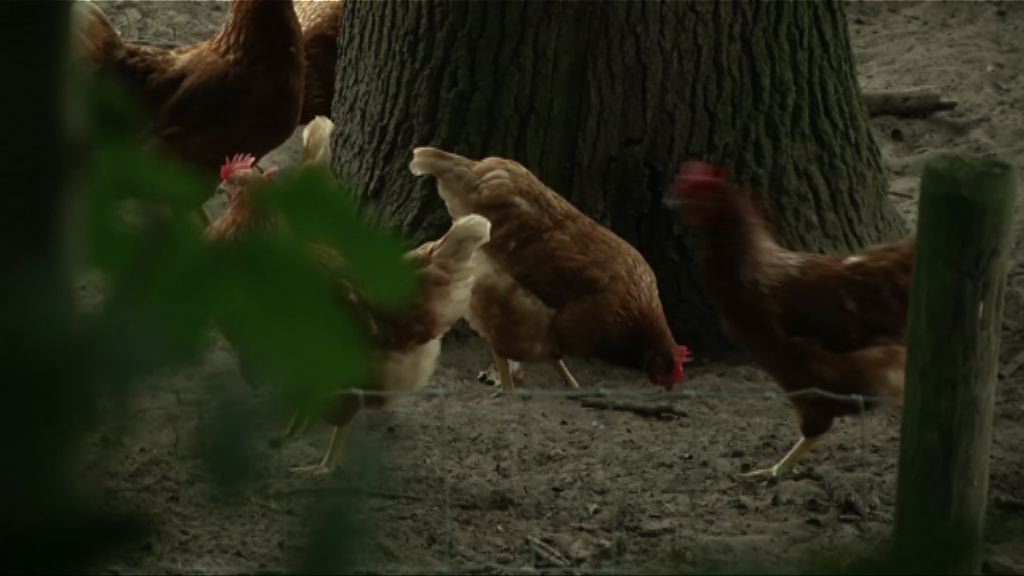 歐盟正調查延誤通報毒雞蛋事故