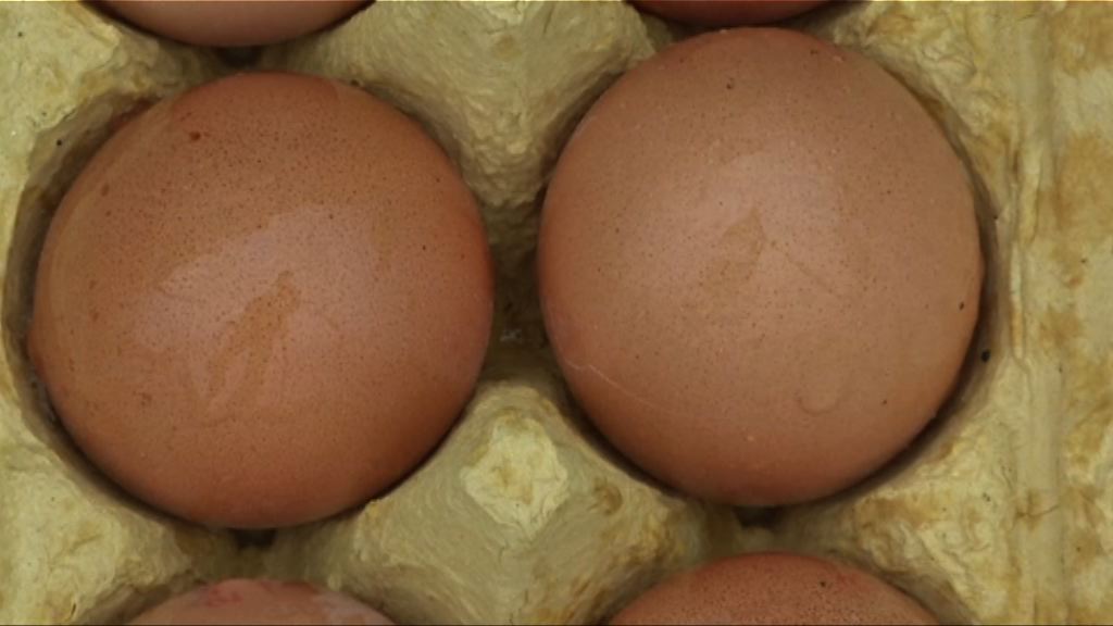 歐盟證實毒雞蛋曾輸到香港