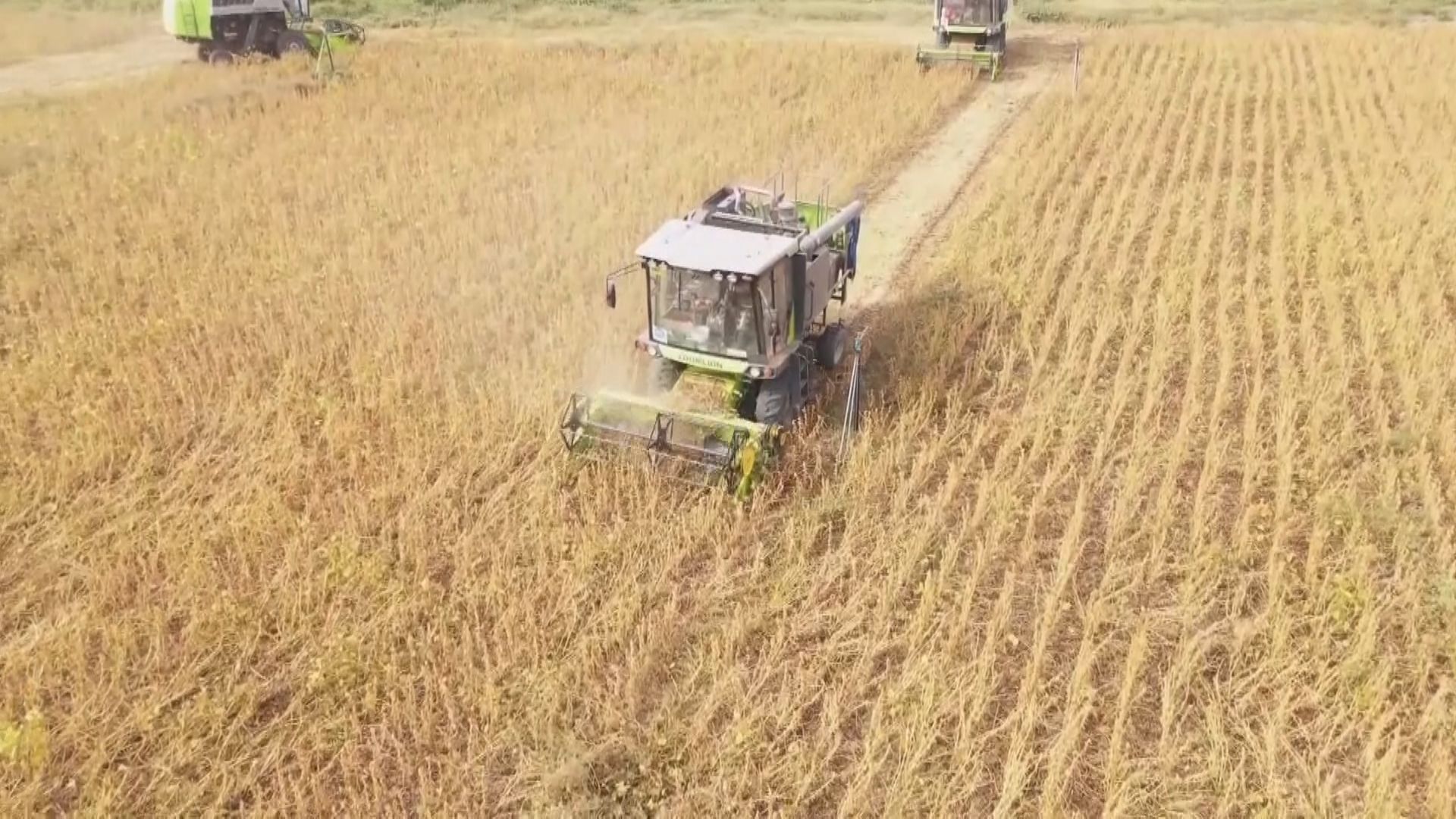 【最快9月交付】彭博:中國恢復訂購澳洲大麥