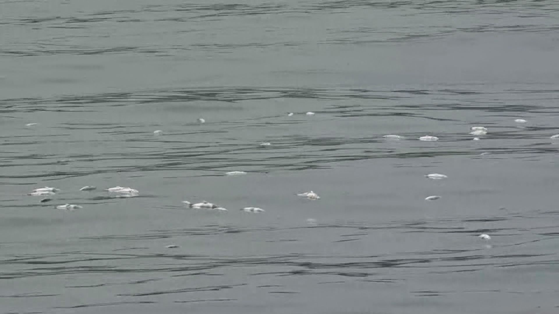 觀塘碼頭逾千條烏頭魚死亡