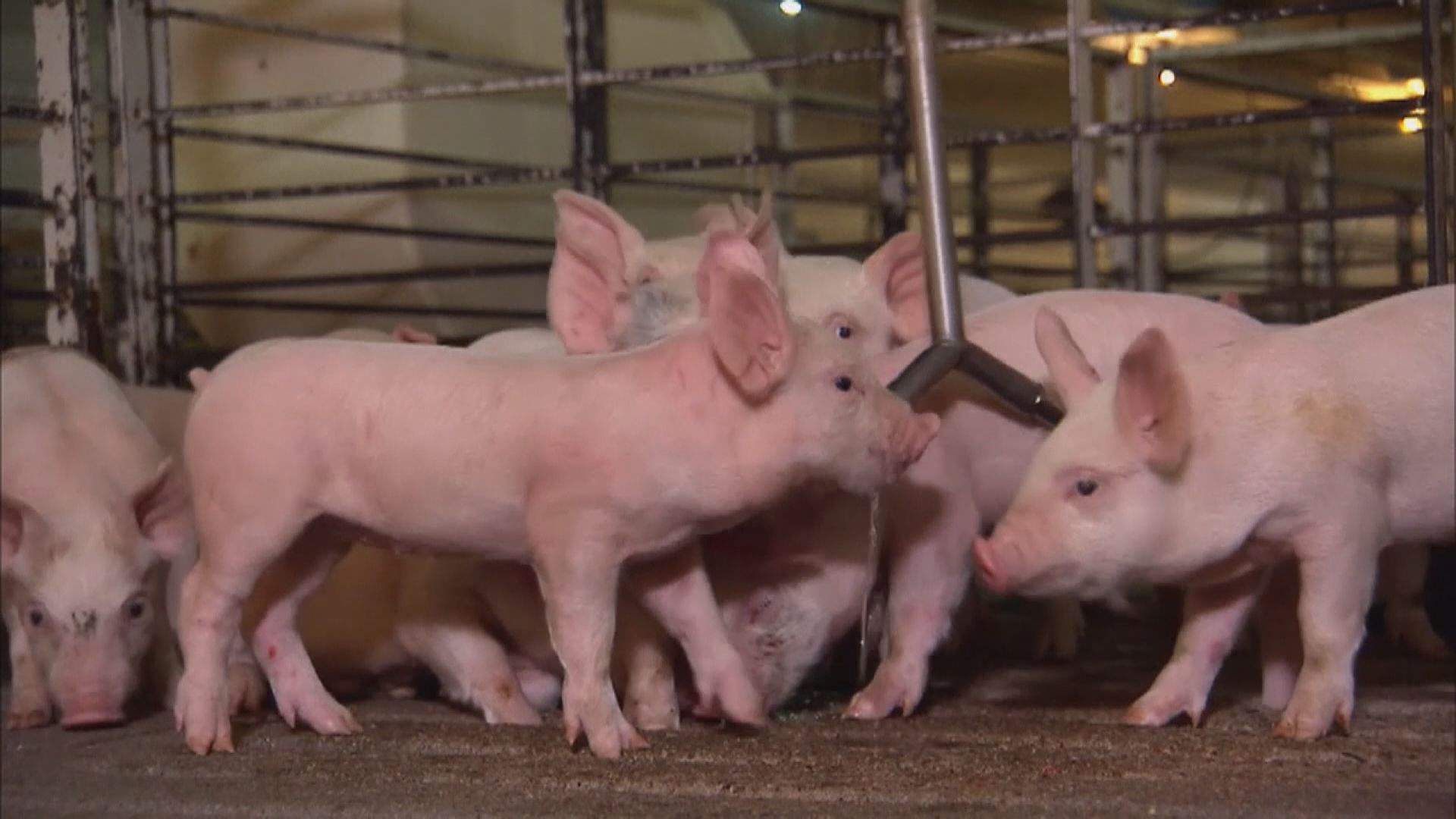 研究人員在內地豬場發現新的豬流感病毒株