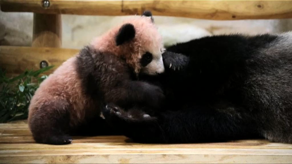 首隻法國出生大熊貓「圓夢」與公眾見面
