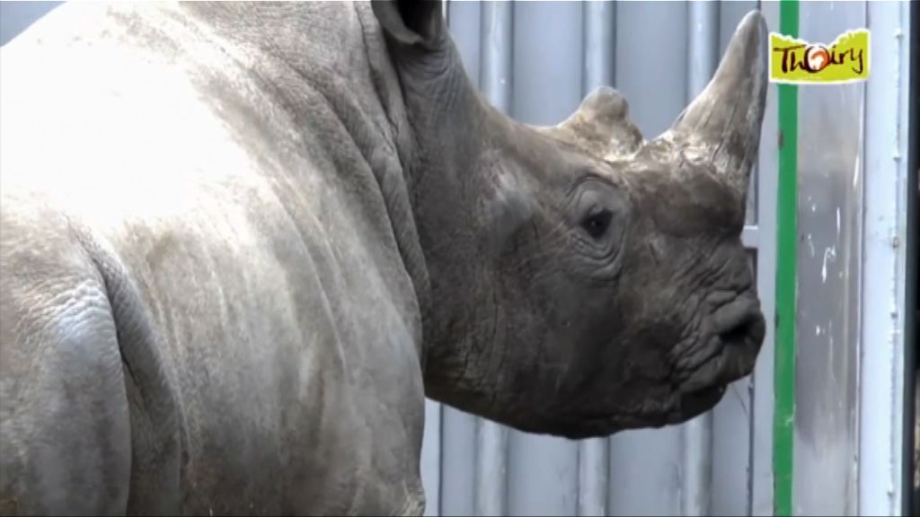 偷獵猖獗　法動物園白犀牛遇害