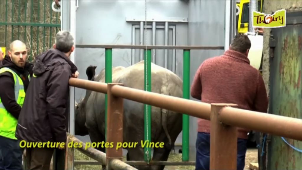 法國有人射殺動物園白犀牛並鋸走犀牛角