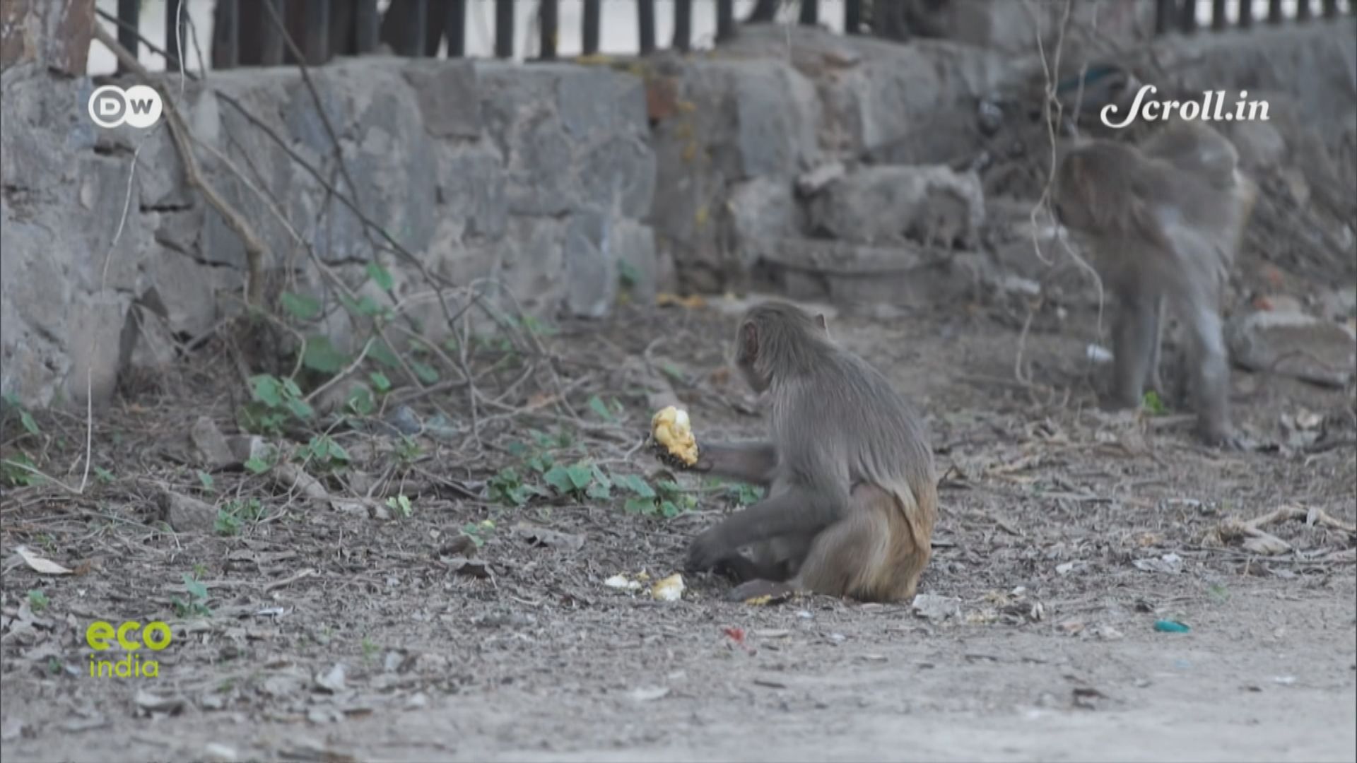 印度G20峰會保安包括驅趕獼猴
