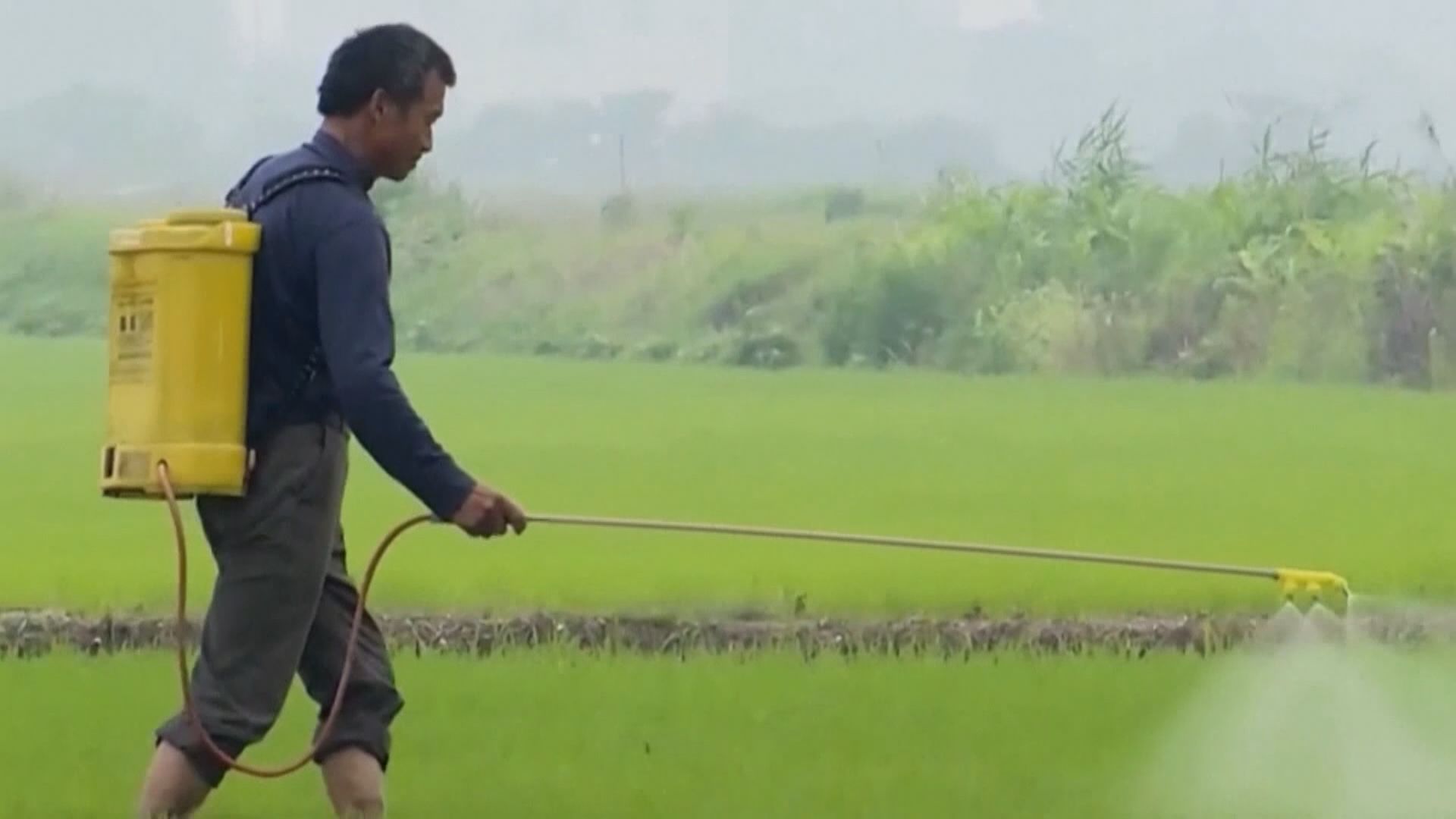 人類活動影響生態　昆蟲數目急降