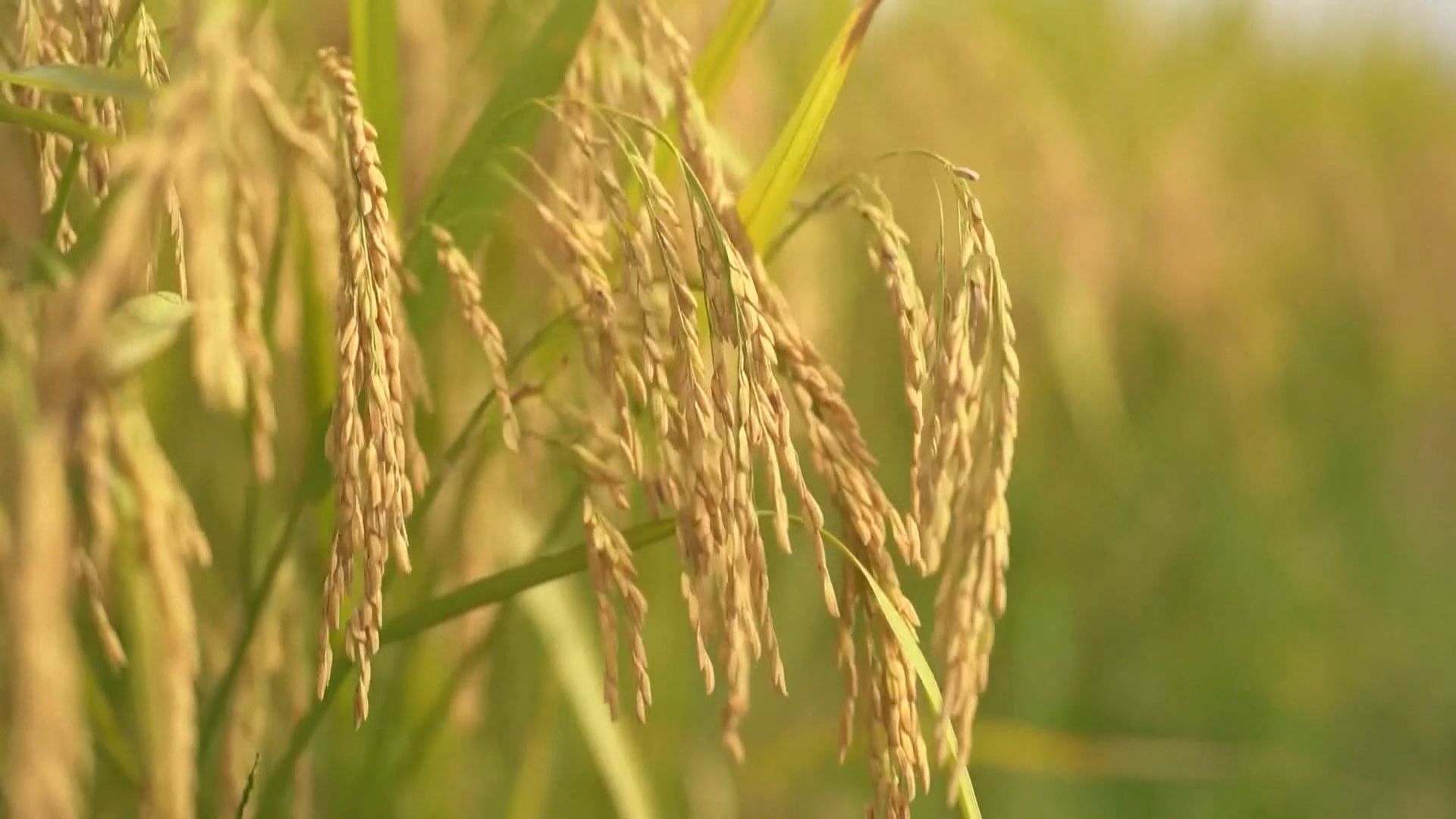 報告預料全球稻米產量將出現20年來最大短缺