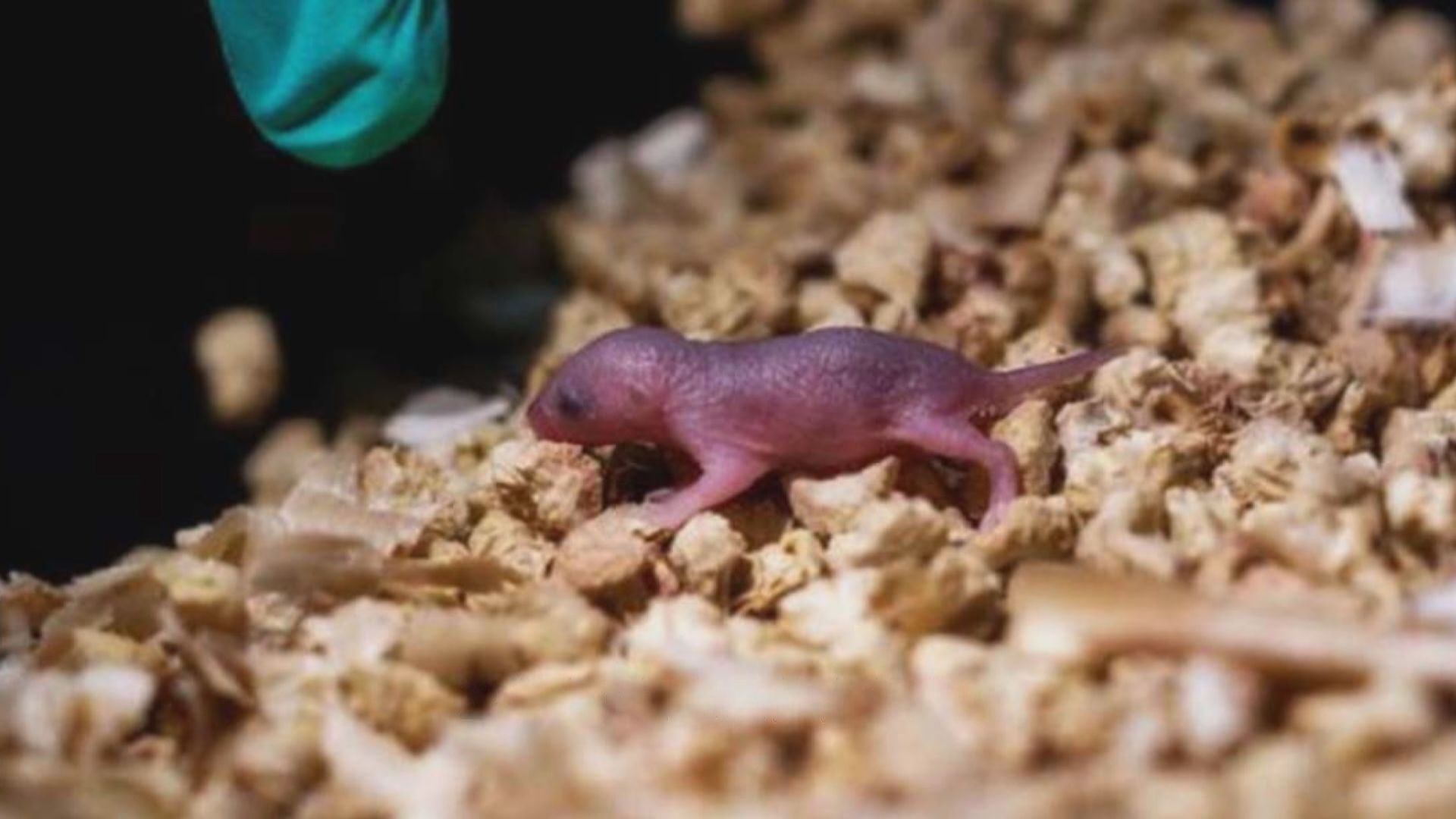 【環球薈報】科研人員成功以同性老鼠作繁殖
