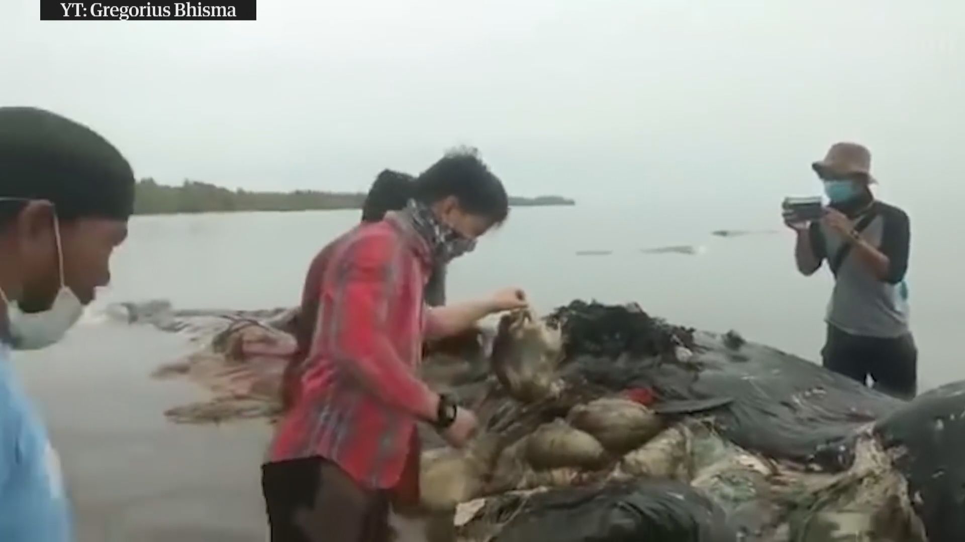 【環球薈報】印尼抹香鯨屍藏六公斤塑膠垃圾