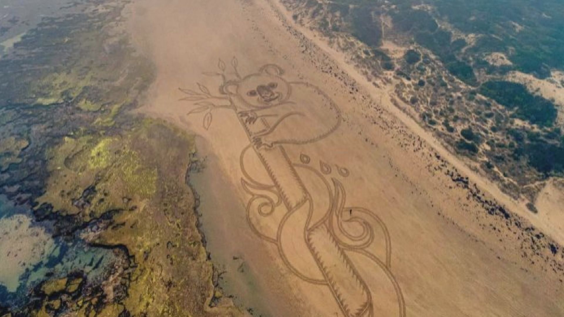 【環球薈報】澳洲藝術家在沙灘創作巨型樹熊畫作
