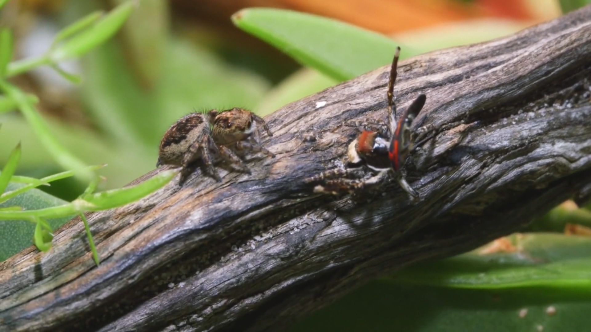 【環球薈報】蜘蛛愛好者在西澳州發現兩種新品種孔雀蜘蛛