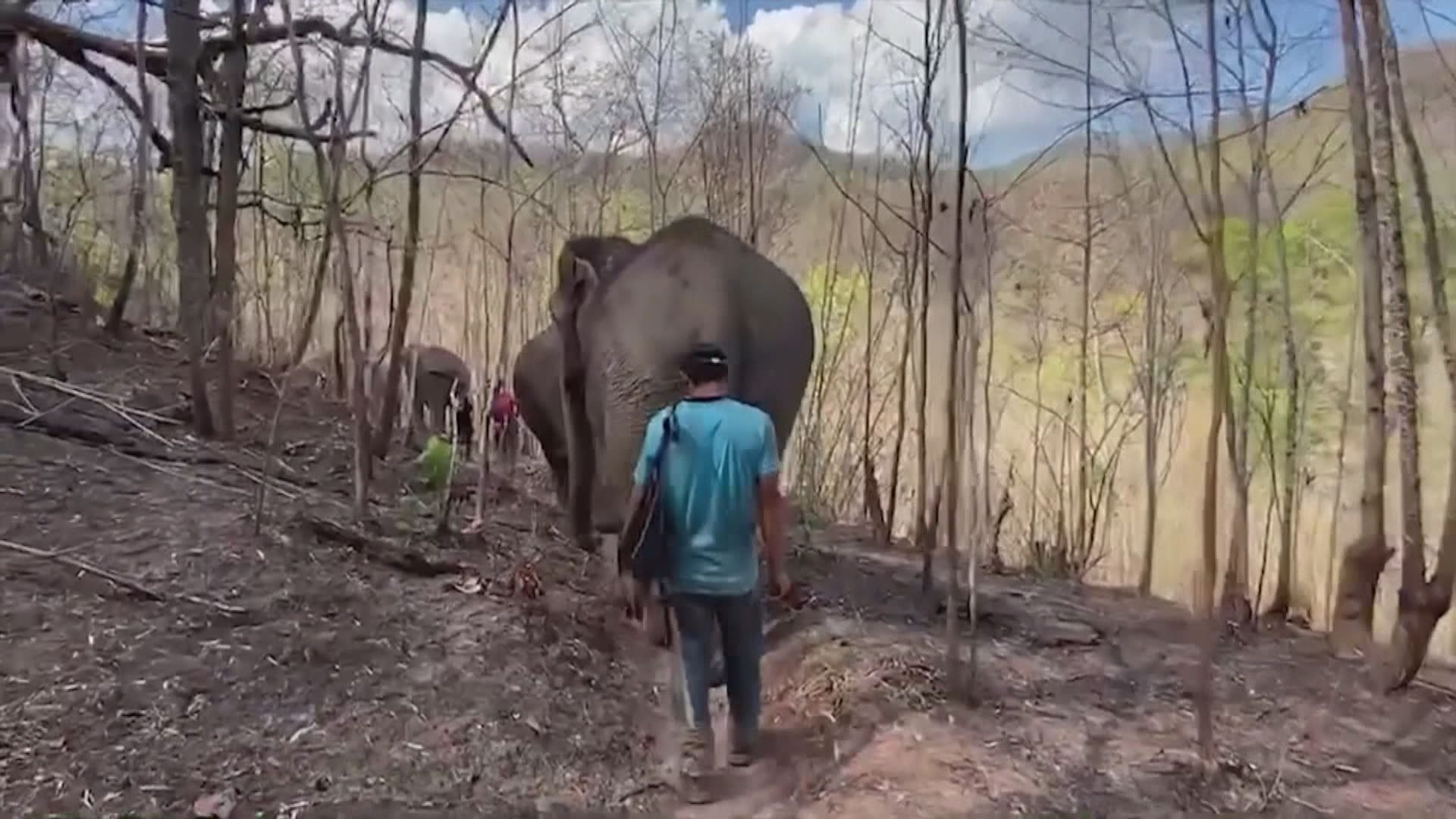【環球薈報】泰國旅遊業受疫情打擊大象加入失業大軍