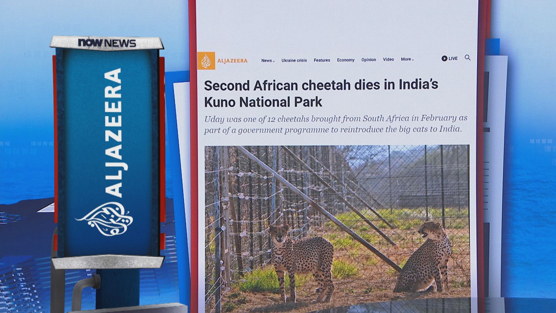 【環球薈報】印度再有由非洲引入獵豹死亡　一個月內第二宗
