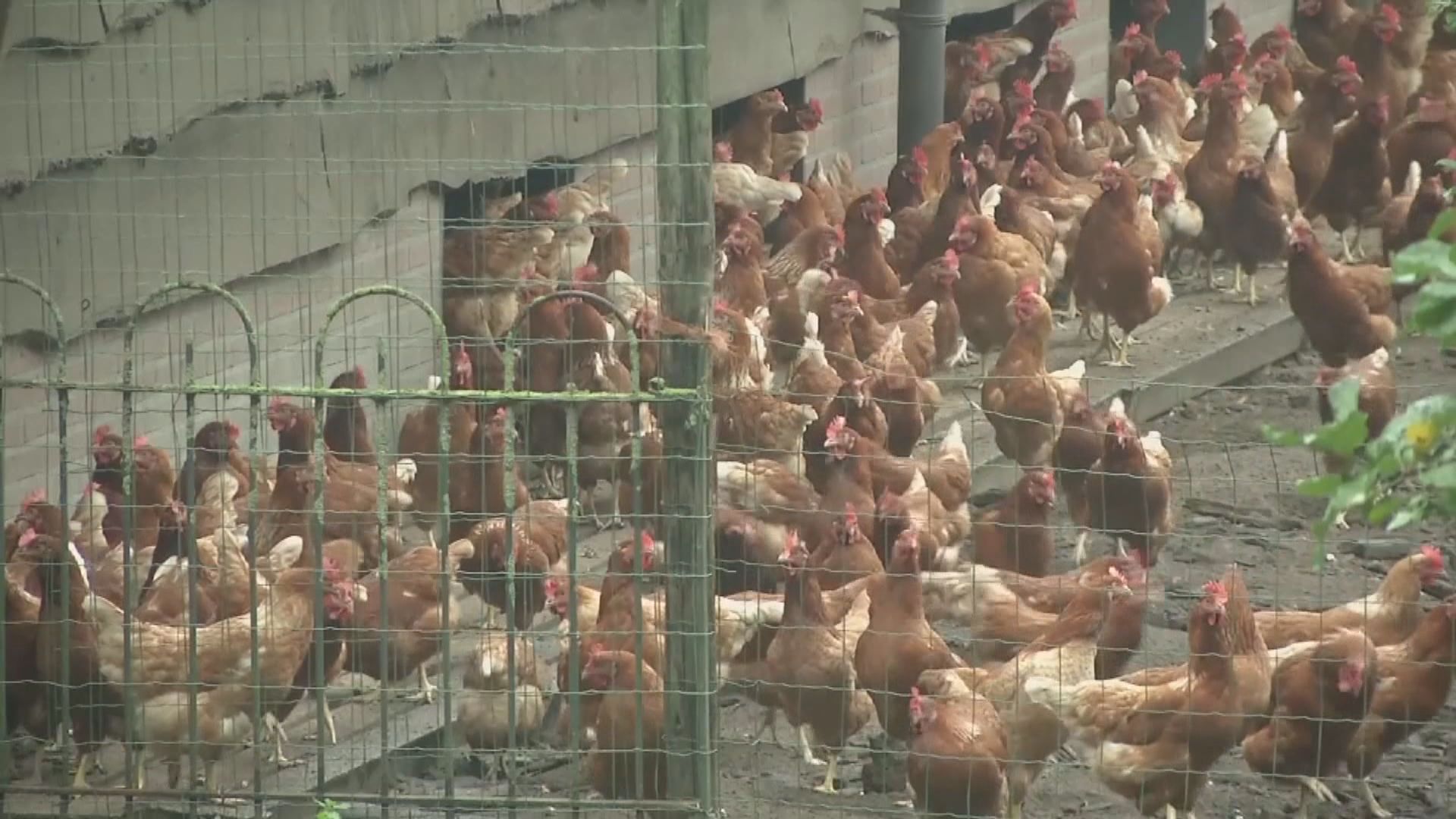 【環球薈報】法國2021年底禁止銷毀雄性雞隻