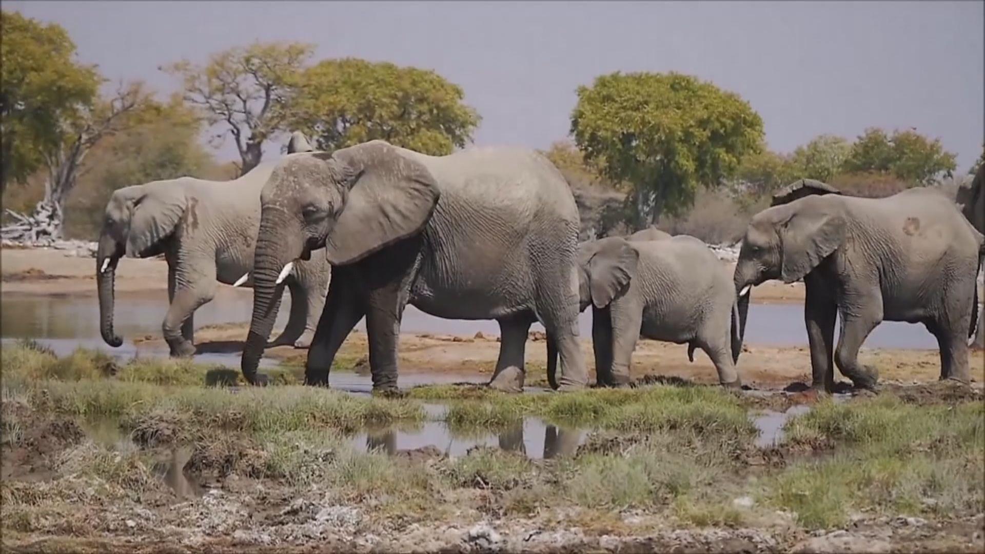 【環球薈報】非洲國家博茨瓦納逾350隻大象離奇死亡