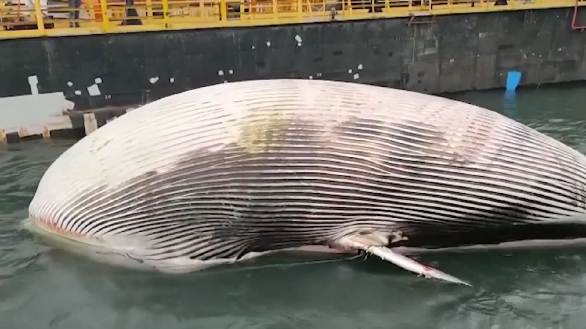 【環球薈報】巨型鯨魚伏屍那不勒斯海灣