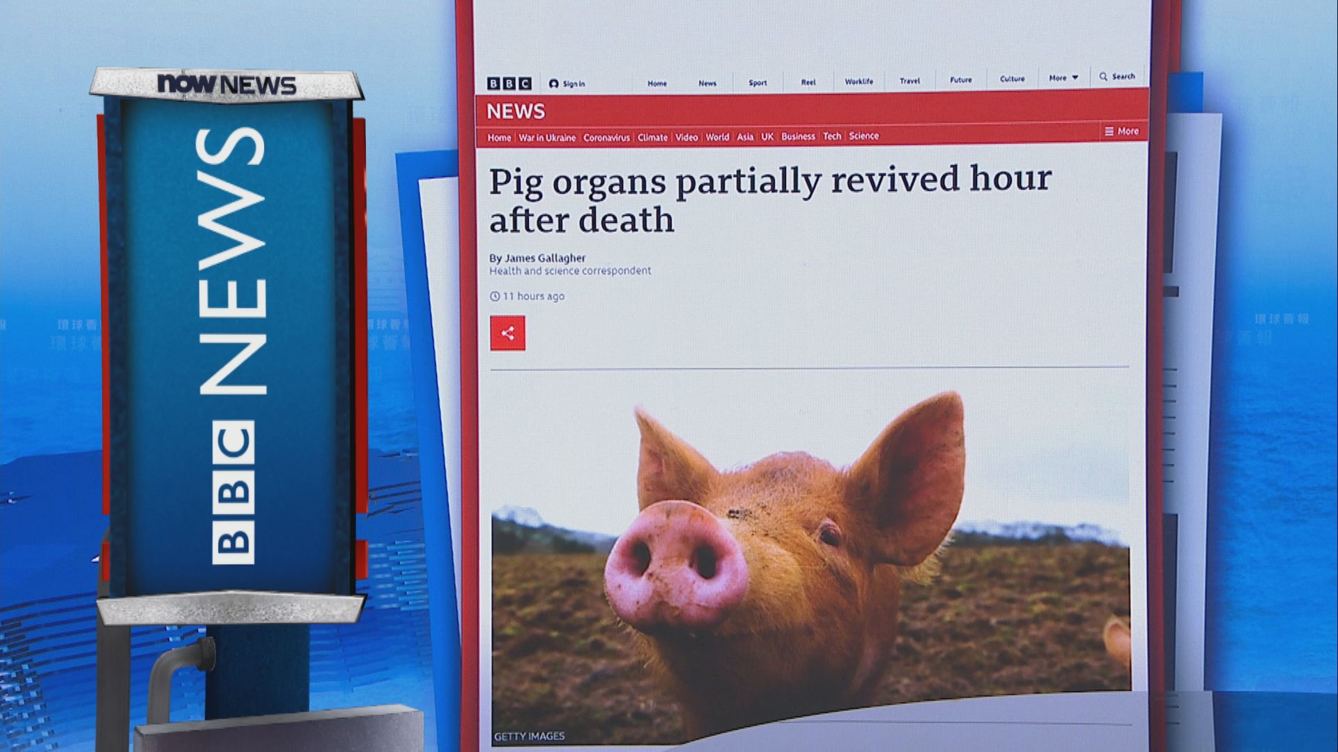 【環球薈報】耶魯大學研究令豬器官「起死回生」