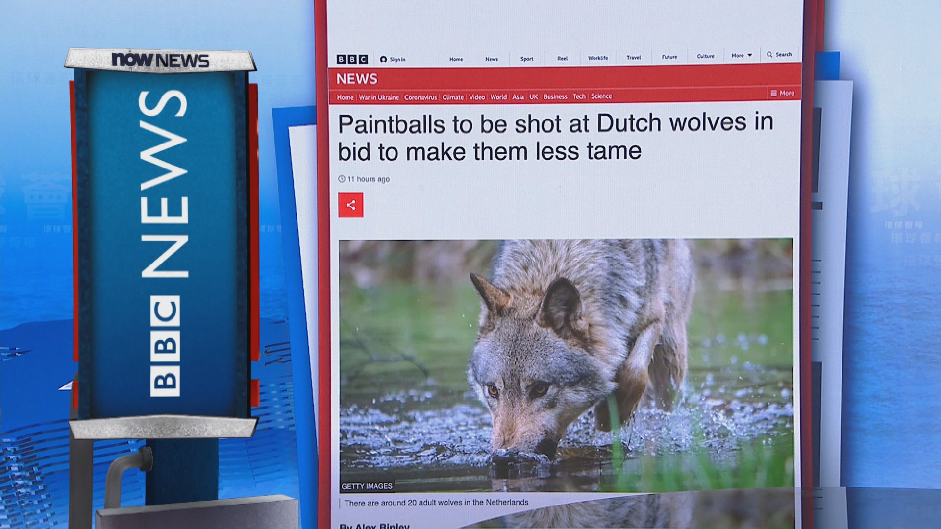 【環球薈報】荷蘭地方政府宣布容許以漆彈射擊驅狼