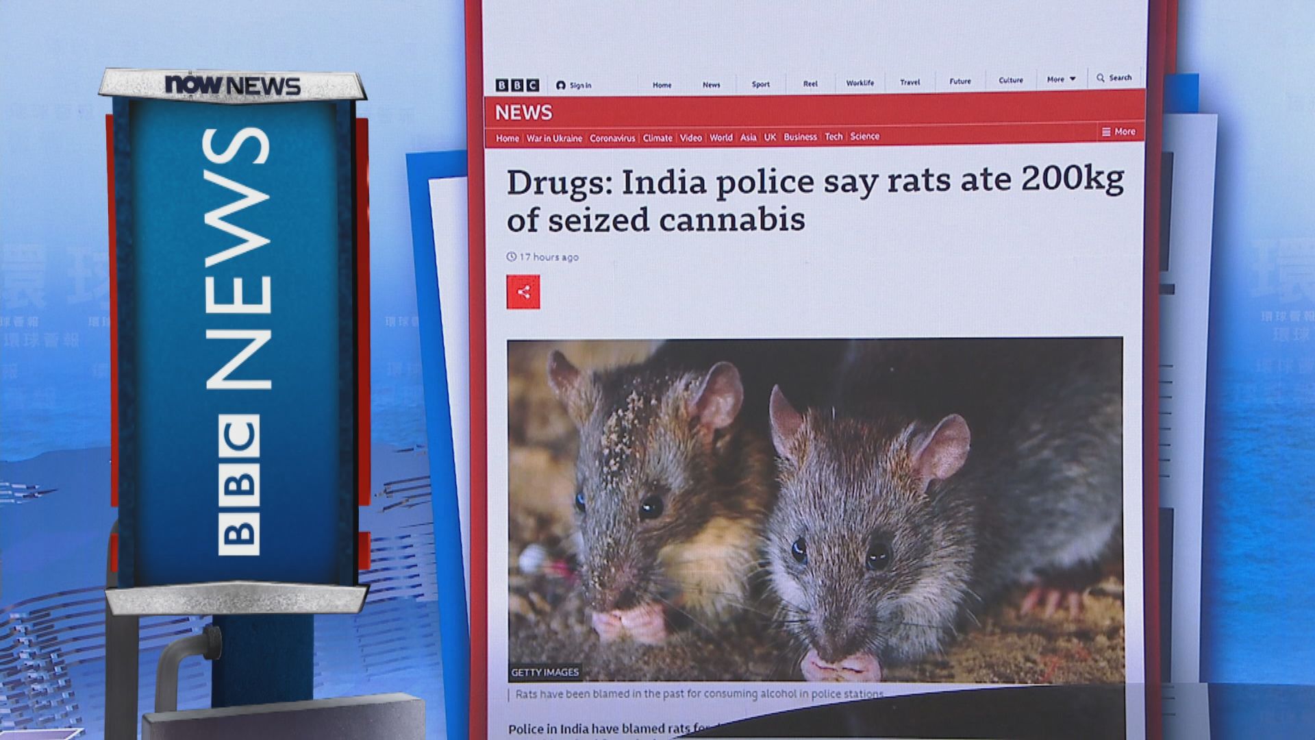 【環球薈報】印度警方稱近200公斤證物大麻遭老鼠吃掉