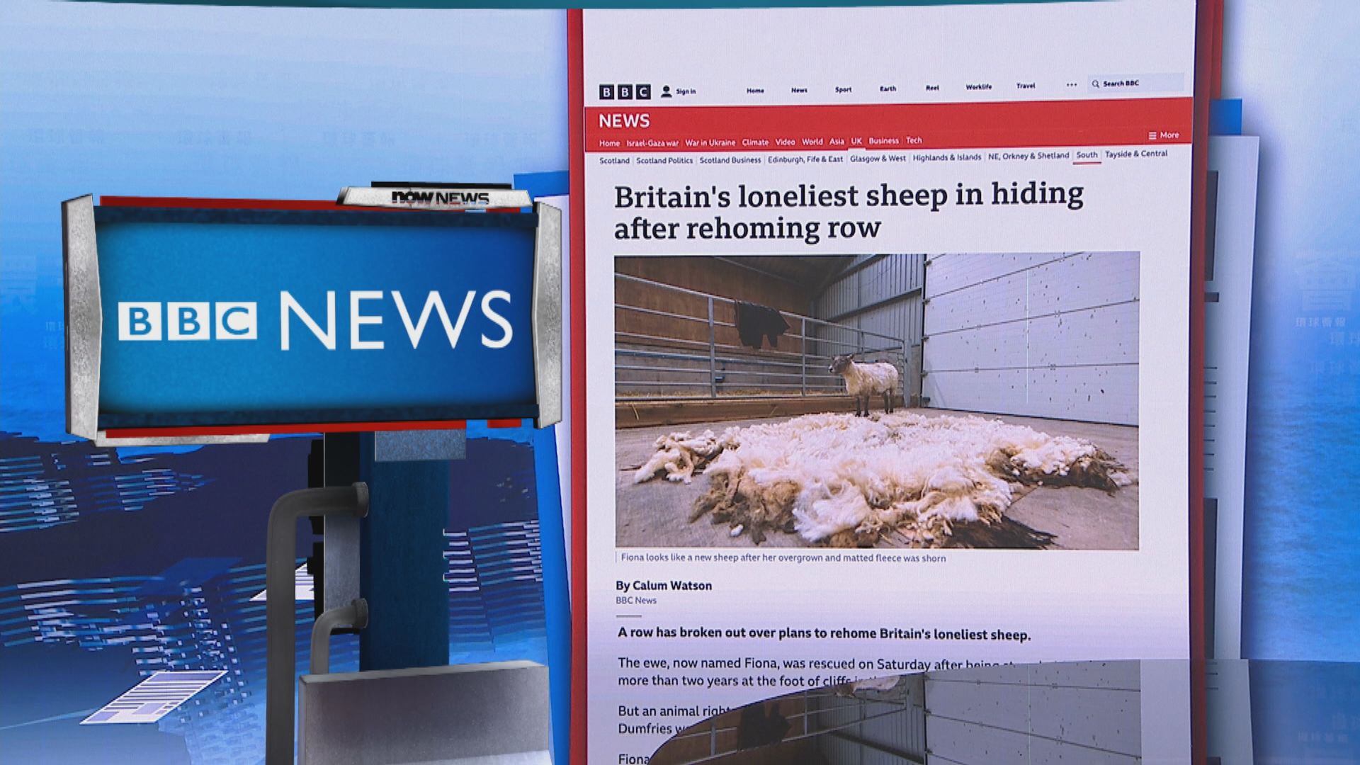 【環球薈報】「英國最孤獨綿羊」獲救後安置地方惹爭議