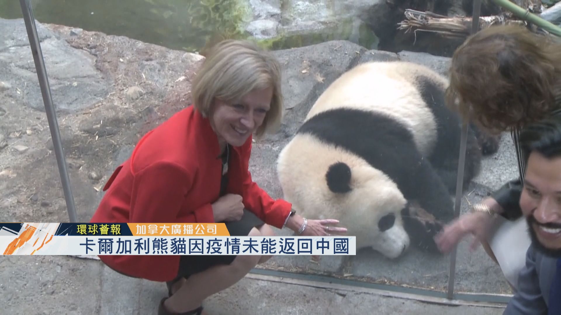 【環球薈報】加國大熊貓因疫情未能返回中國