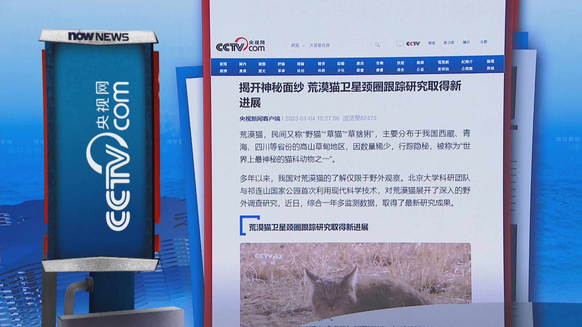 【環球薈報】北京大學科研團隊揭開荒漠貓神秘面紗