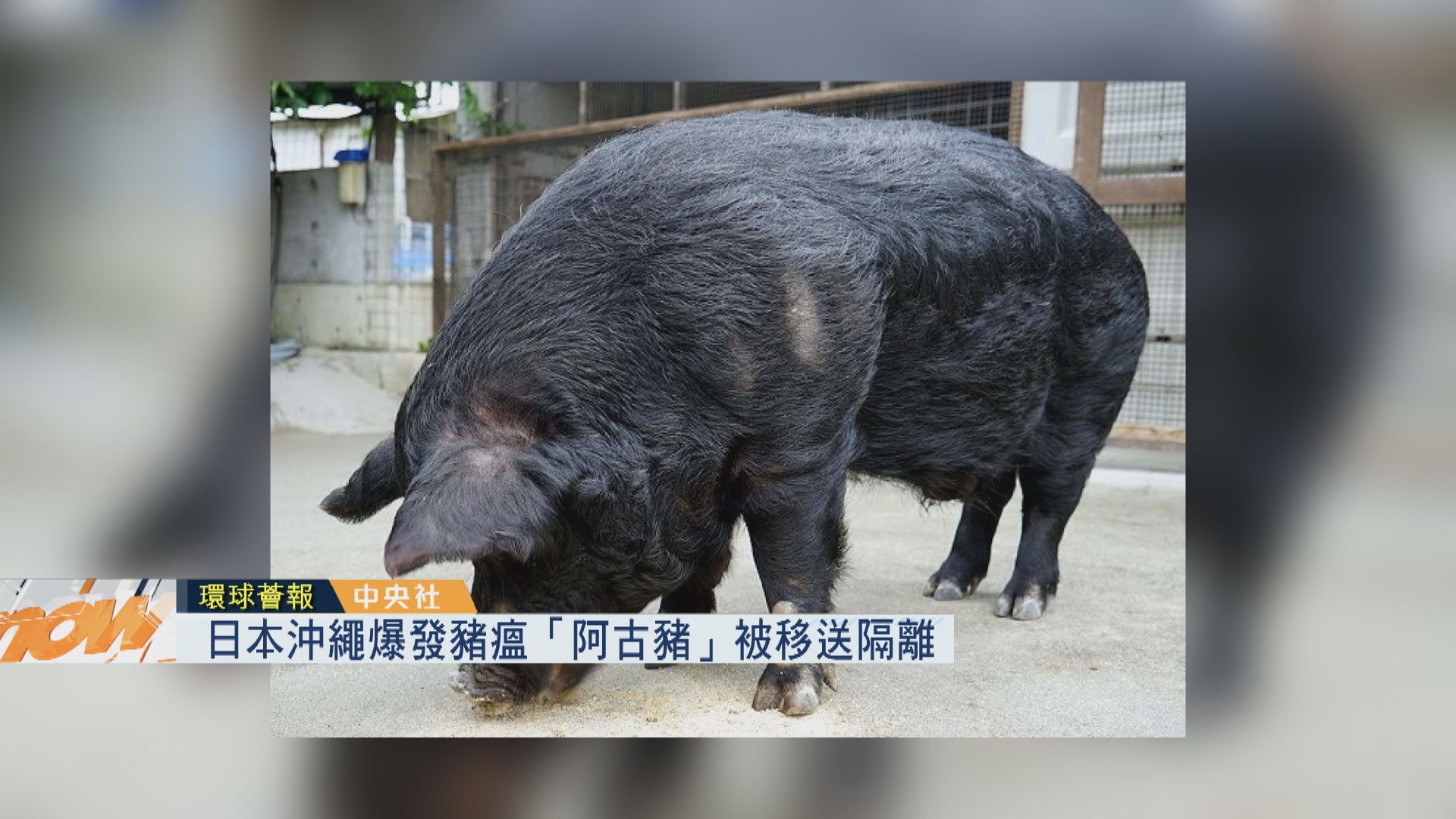 【環球薈報】日本沖繩爆發豬瘟「阿古豬」被移送隔離