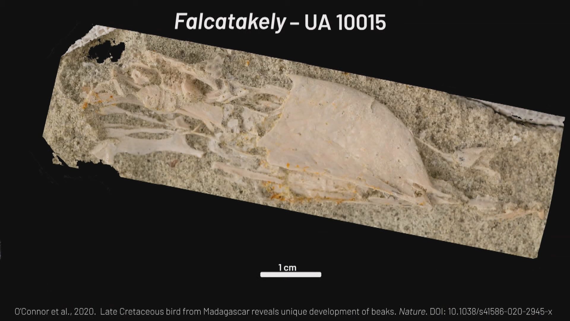 【環球薈報】科學家發現6800萬年前新品種鳥類化石