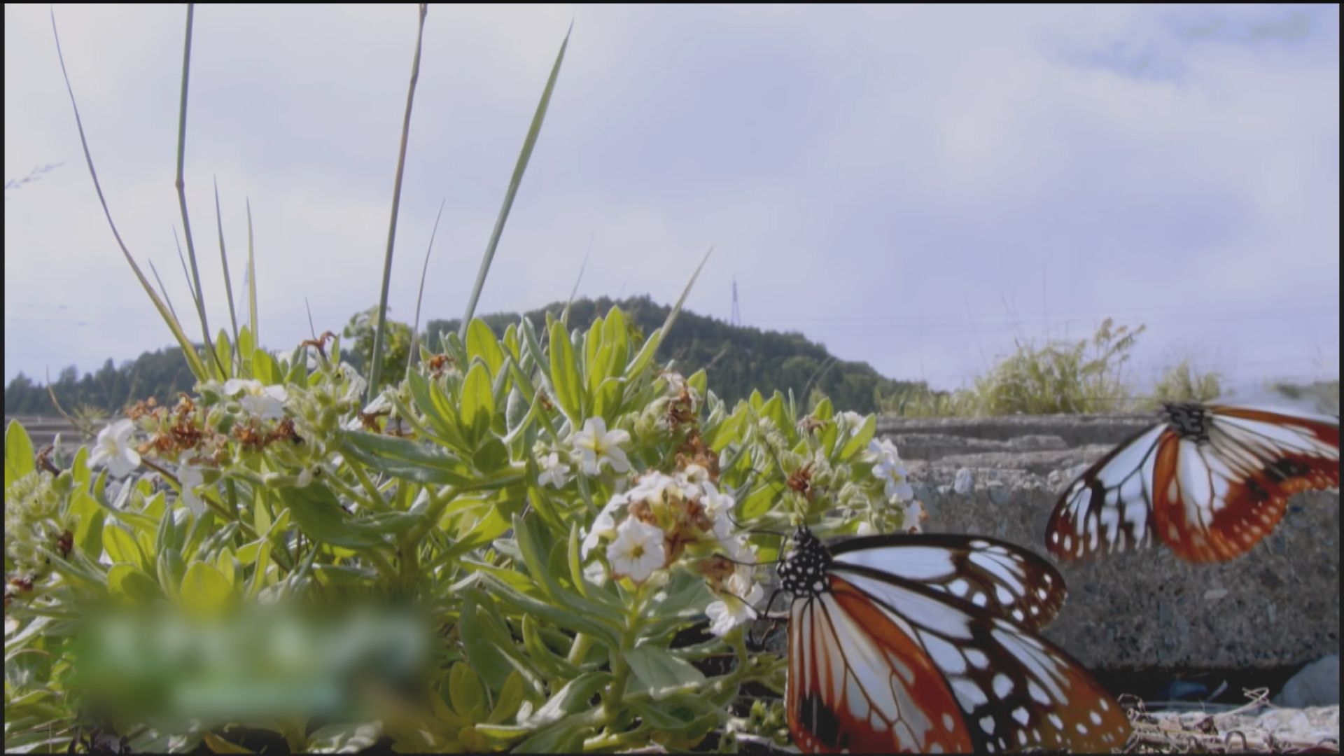 【環球薈報】青斑蝶由日本飛台灣　46天飛行2277公里
