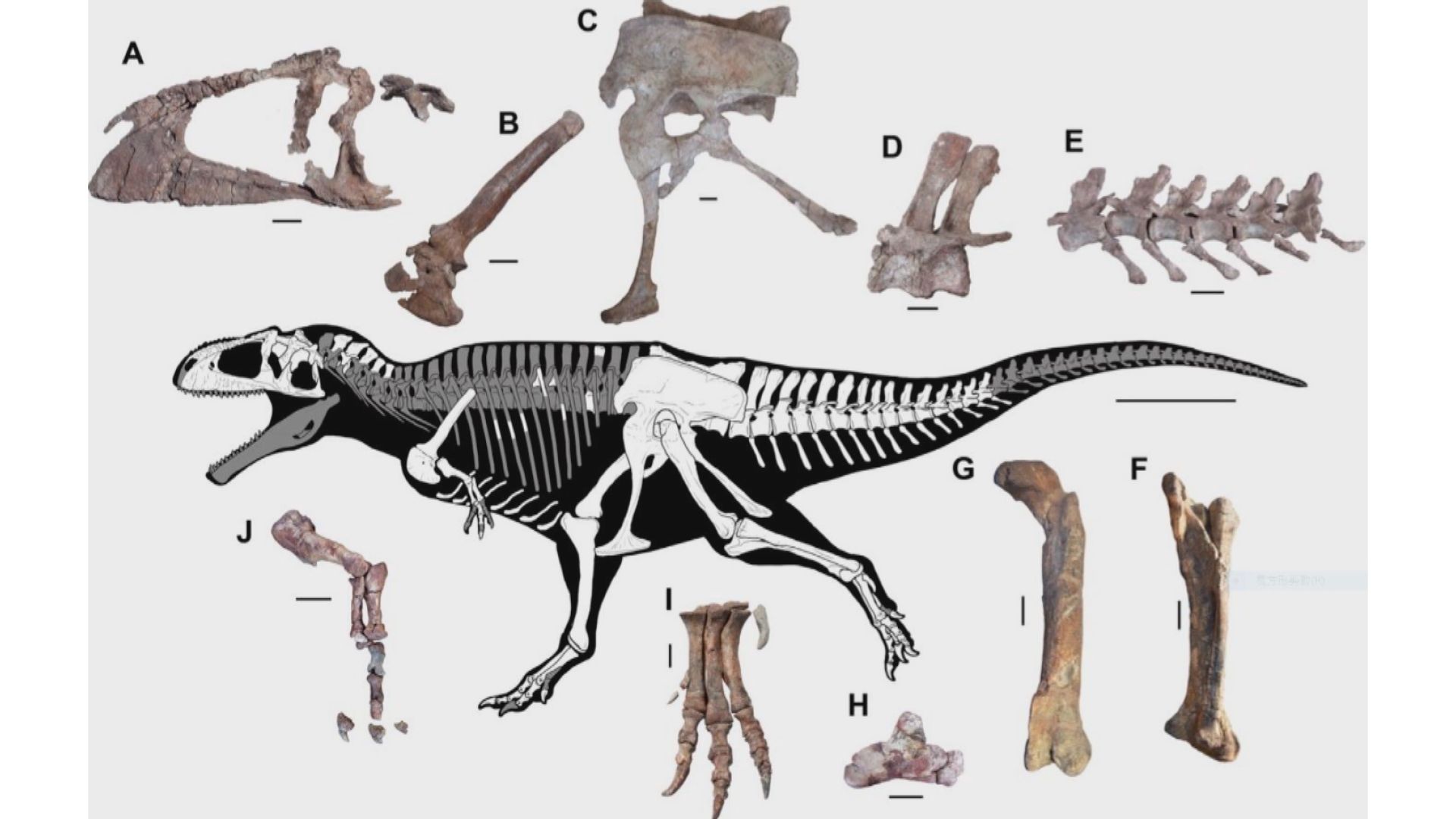 【環球薈報】古生物學家在阿根廷發現新品種恐龍