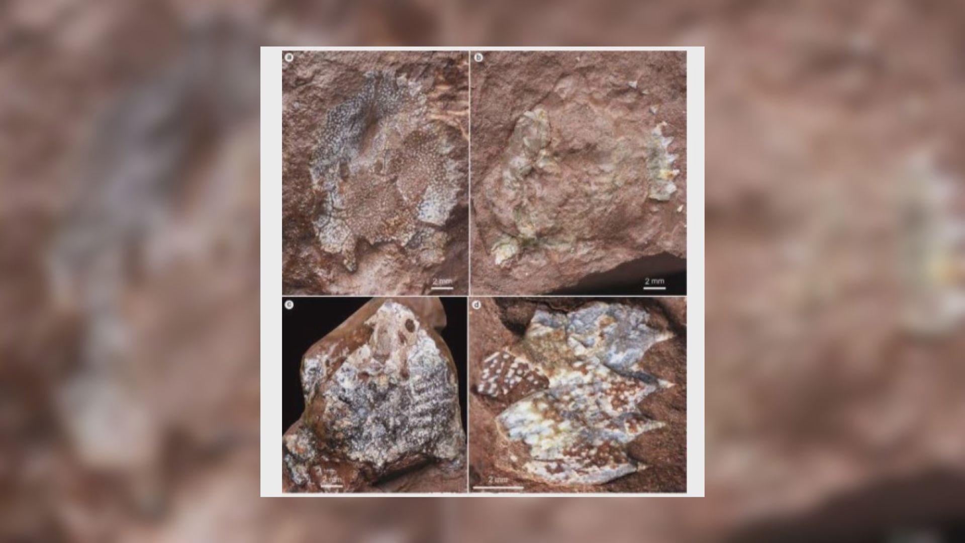 【環球薈報】江西發現最古老真盔甲魚類化石距今約4.38億年