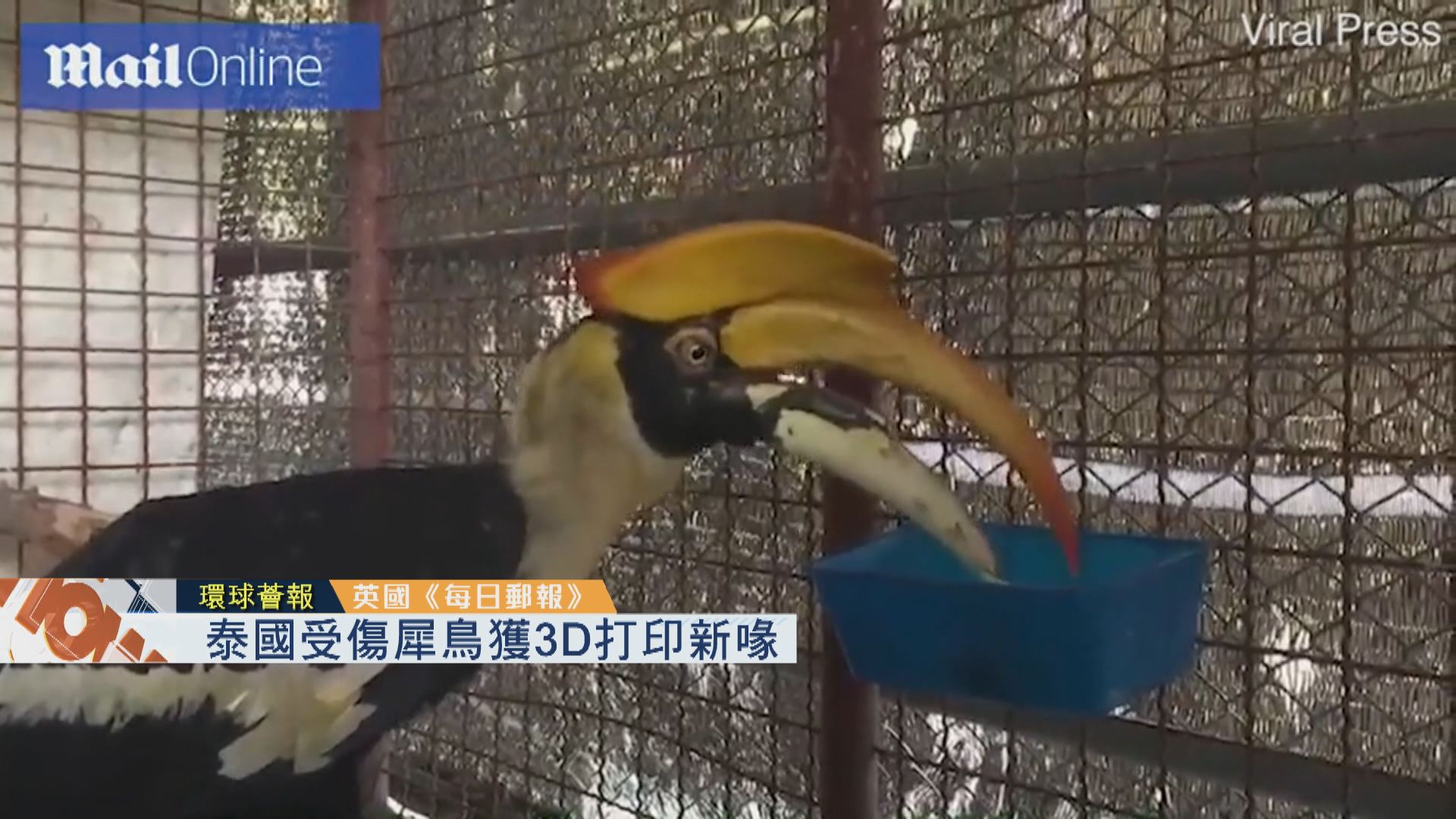 【環球薈報】泰國受傷犀鳥獲3D打印新喙