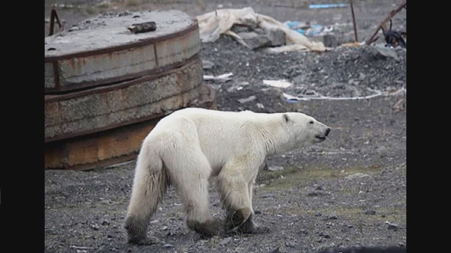 【環球薈報】北極熊走逾千公里到西伯利亞覓食