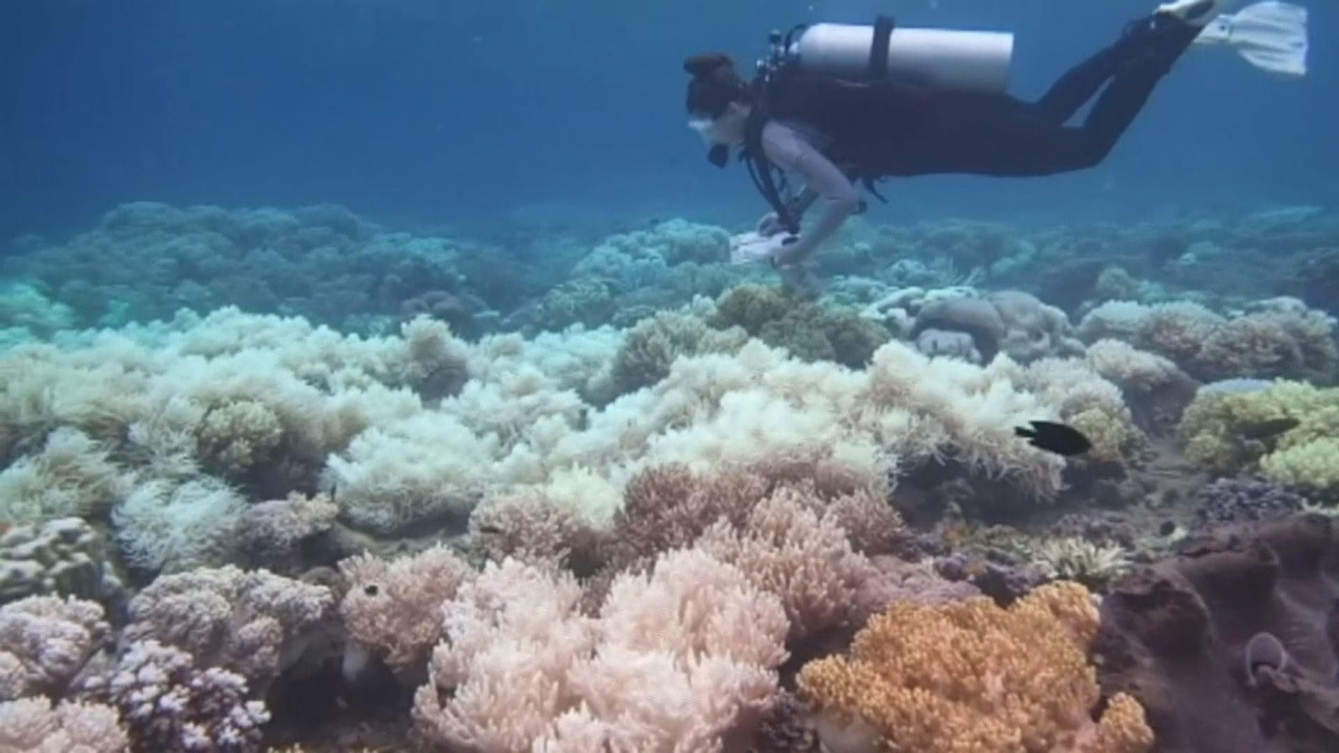 【環球薈報】澳洲大堡礁明年1月恐再大規模白化