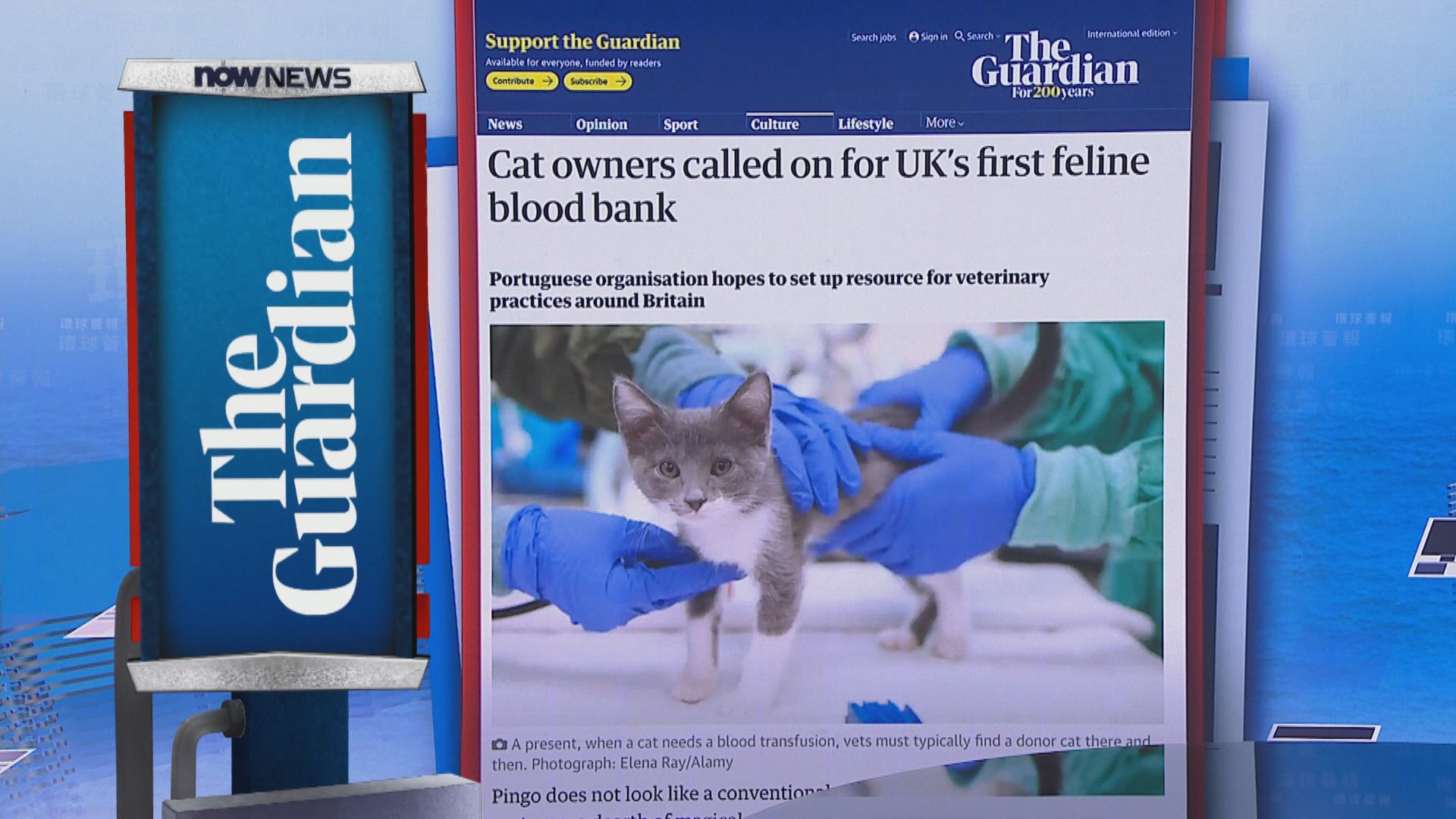 【環球薈報】葡萄牙組織希望在英國開設貓血庫