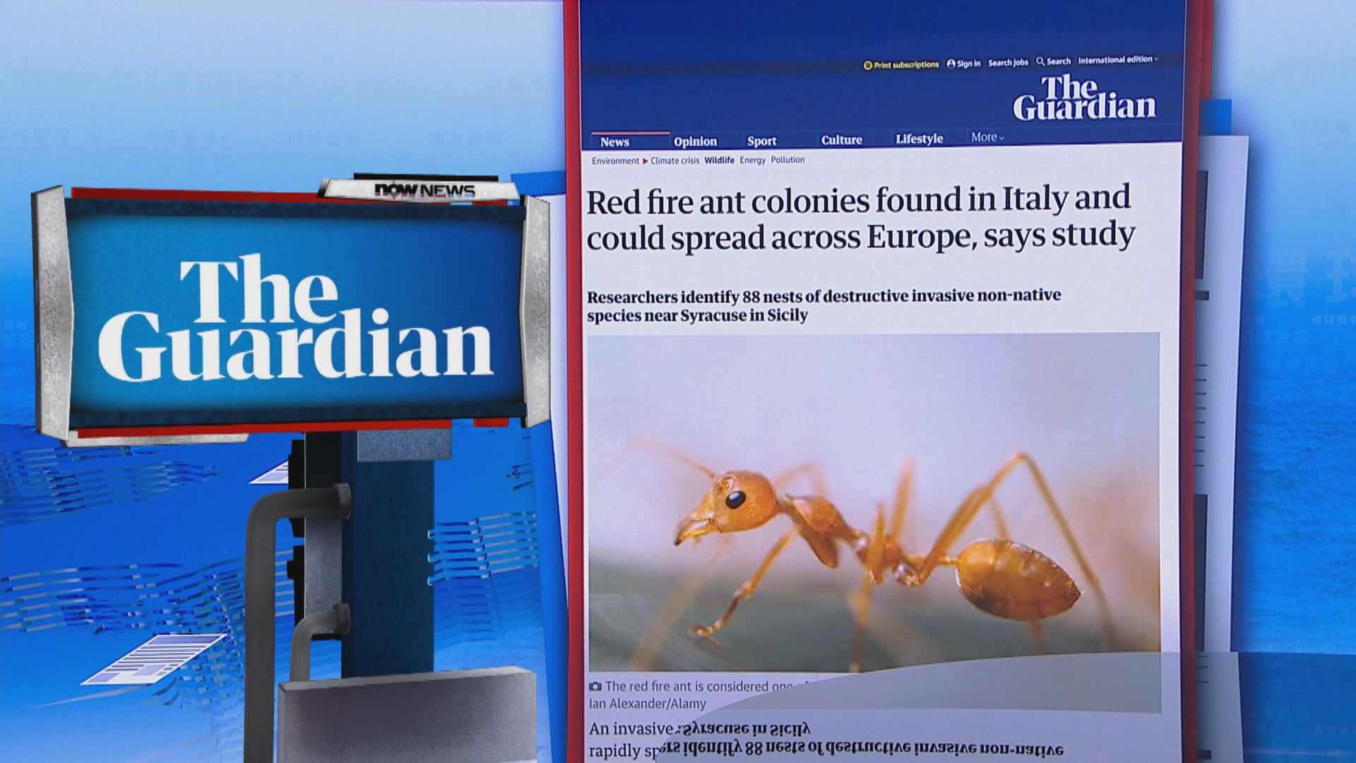 【環球薈報】歐洲野外首次發現紅火蟻群落 西西里島有88個蟻穴