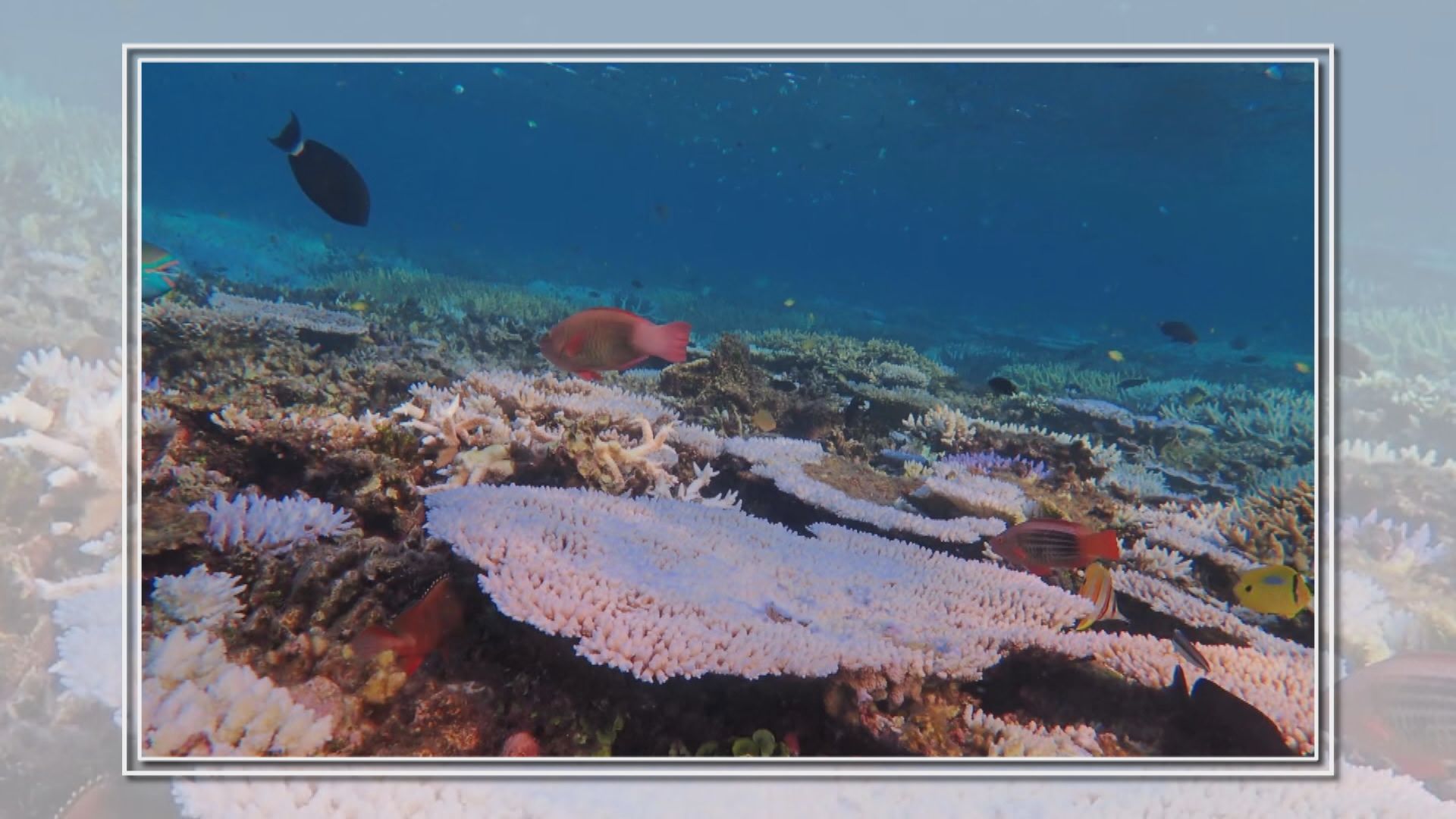 【環球薈報】澳洲大堡礁正經歷大規模白化 八年來第五次