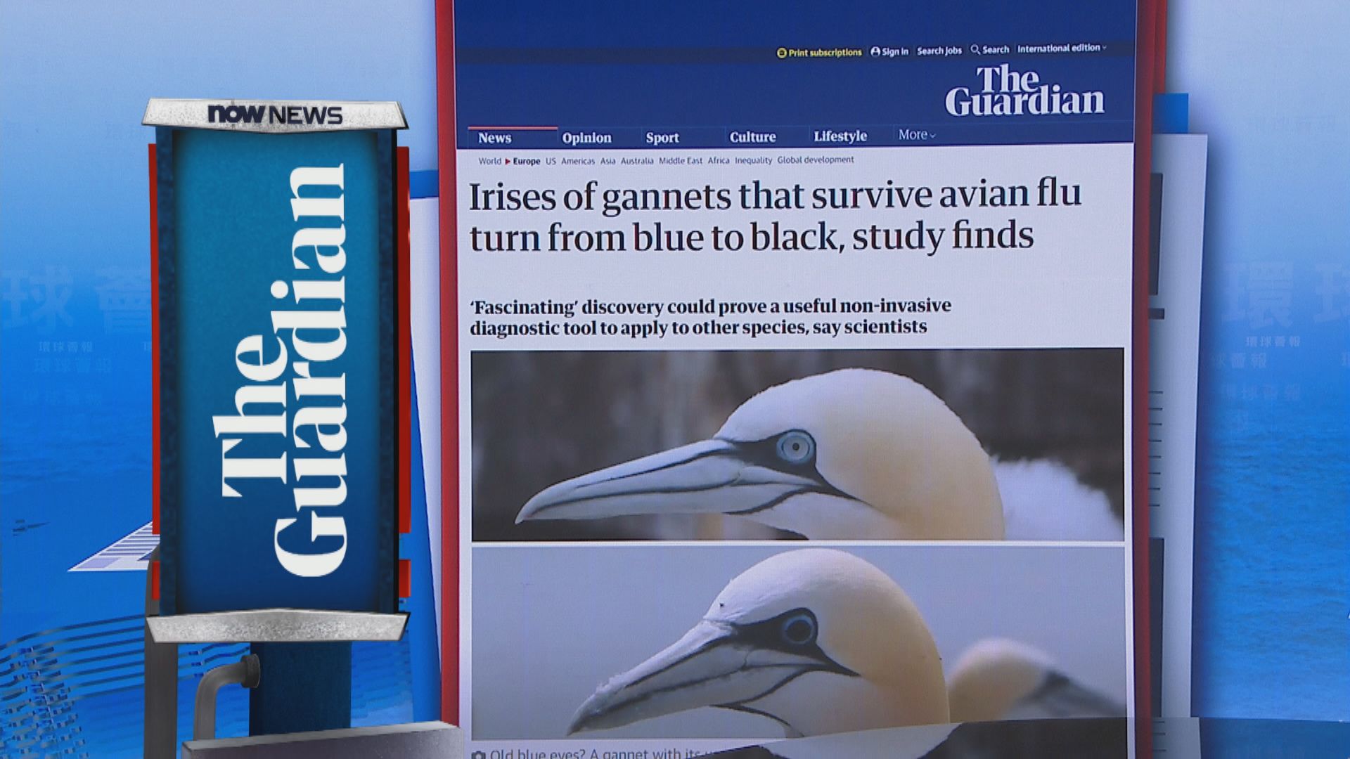 【環球薈報】研究發現北方塘鵝染禽流感後虹膜由藍變黑