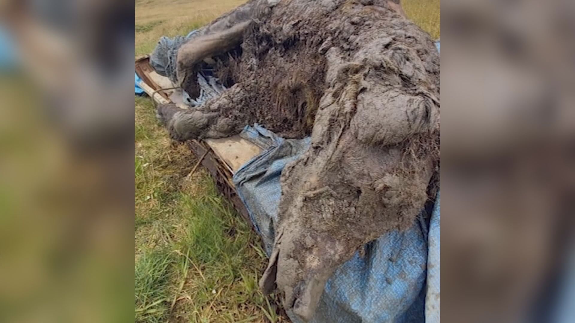 【環球薈報】俄羅斯出土冰河時期完整熊屍體